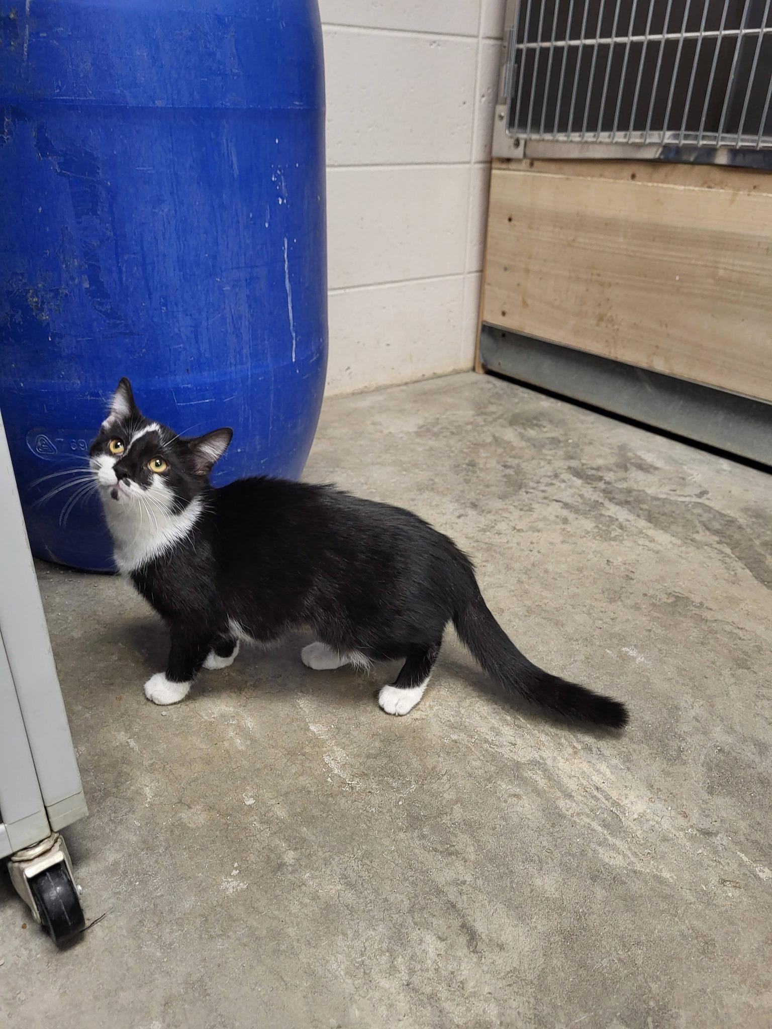 Enlarge Dior, an adopted Domestic Short Hair in Chilton, WI image 3/5