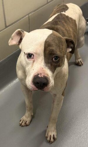 Rescue Only- AC-4629 "Duke", ADOPTABLE, Adult Male Pit Bull Terrier.