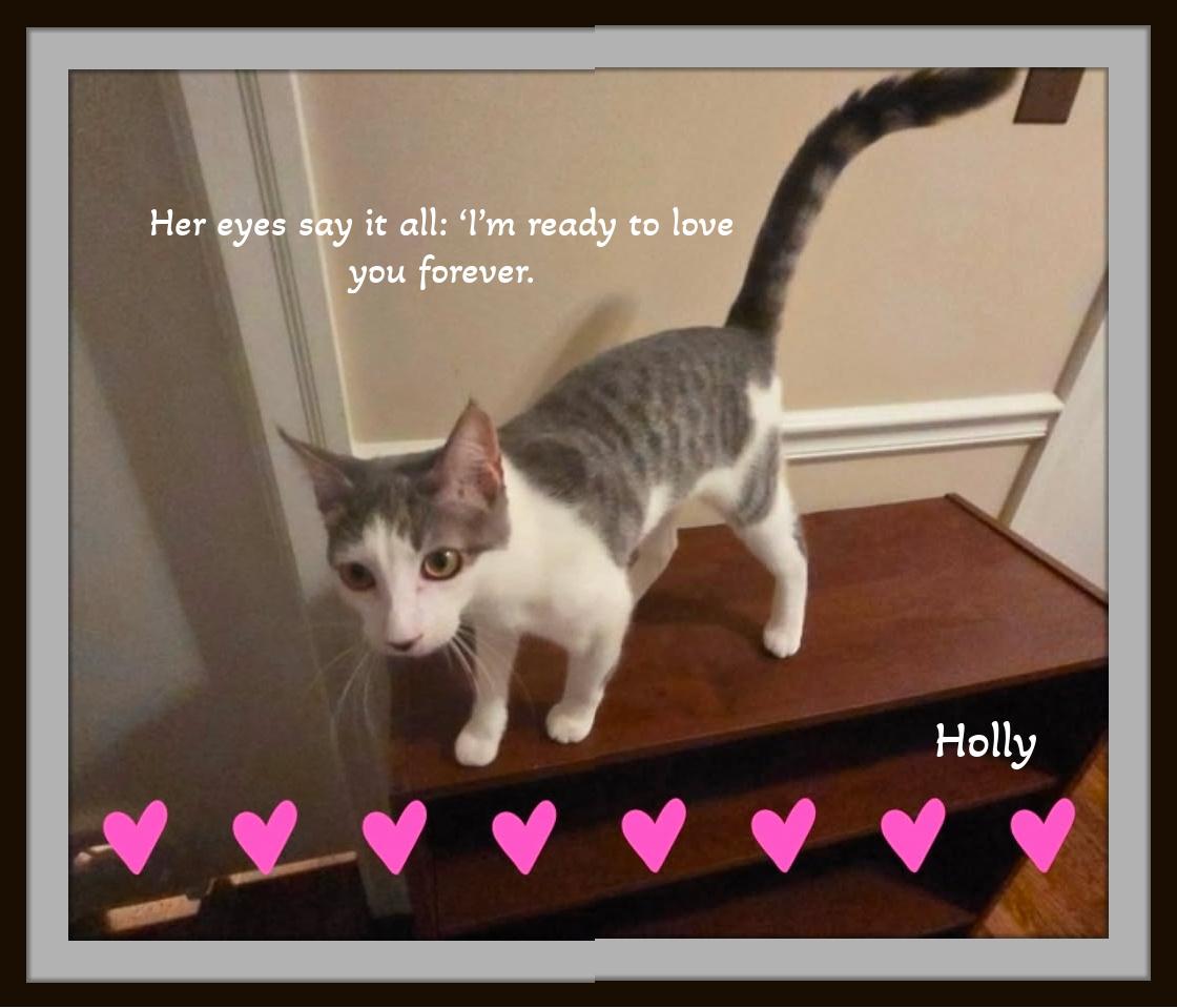 Enlarge Holly — Gentle, Endearing, and Ready to Love You Forever, a Adoptable Domestic Short Hair in Winston Salem, NC image 5/5