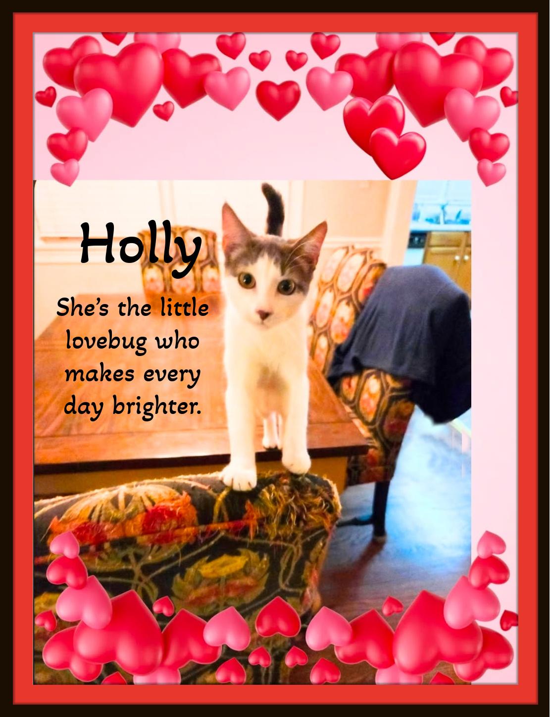 Enlarge Holly — Gentle, Endearing, and Ready to Love You Forever, a Adoptable Domestic Short Hair in Winston Salem, NC image 1/5