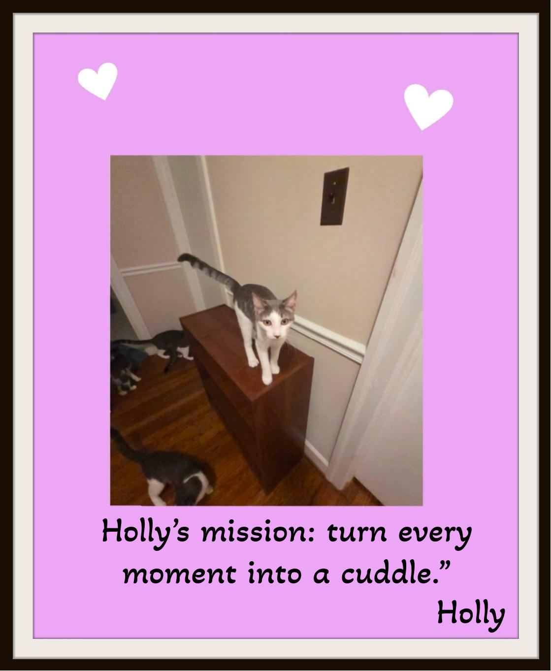 Enlarge Holly — Gentle, Endearing, and Ready to Love You Forever, a Adoptable Domestic Short Hair in Winston Salem, NC image 3/5