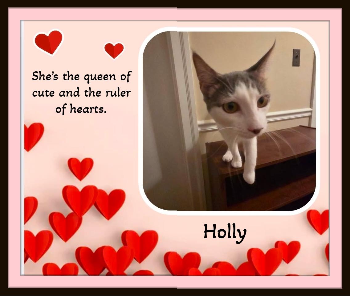 Enlarge Holly — Gentle, Endearing, and Ready to Love You Forever, a Adoptable Domestic Short Hair in Winston Salem, NC image 4/5