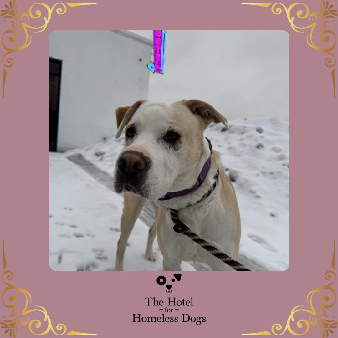 Enlarge Chloe, a Adoptable mixed breed in Cumberland, RI image 1/6