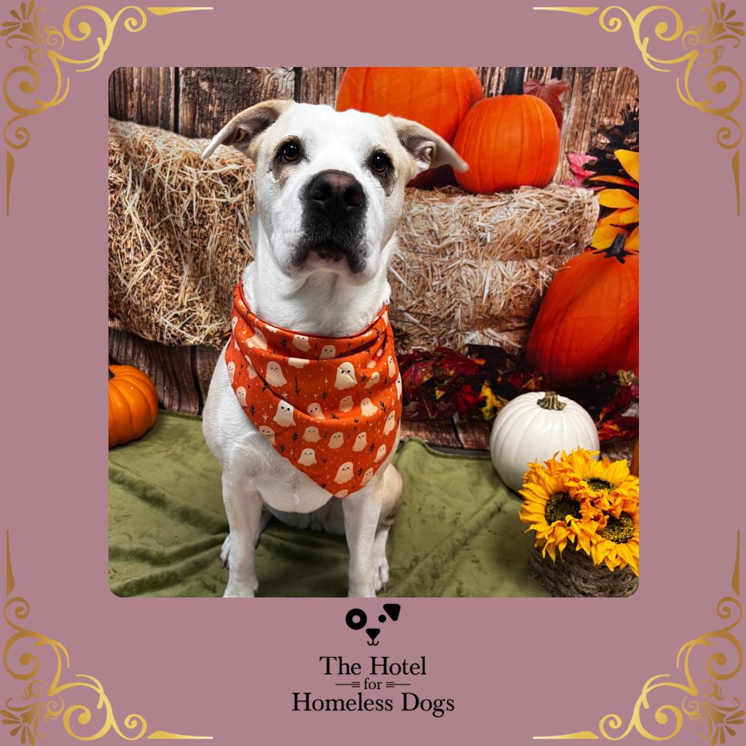 Chloe, a Adoptable mixed breed in Cumberland, RI image 1/6