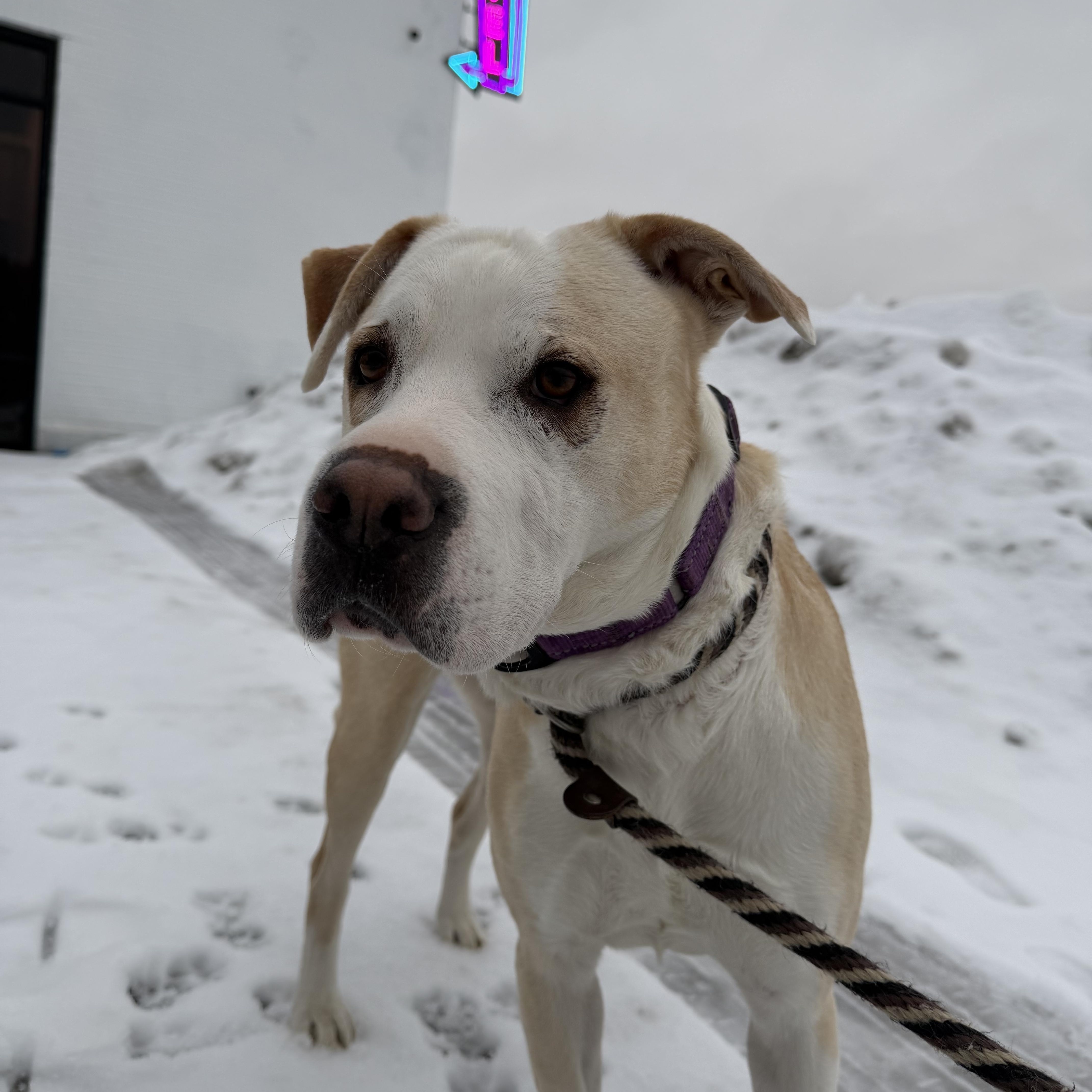 Enlarge Chloe, a Adoptable mixed breed in Cumberland, RI image 3/6
