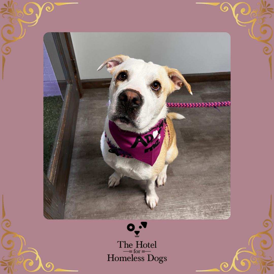 Chloe, an adoptable Labrador Retriever, Hound in Cumberland, RI, 02864 | Photo Image 1