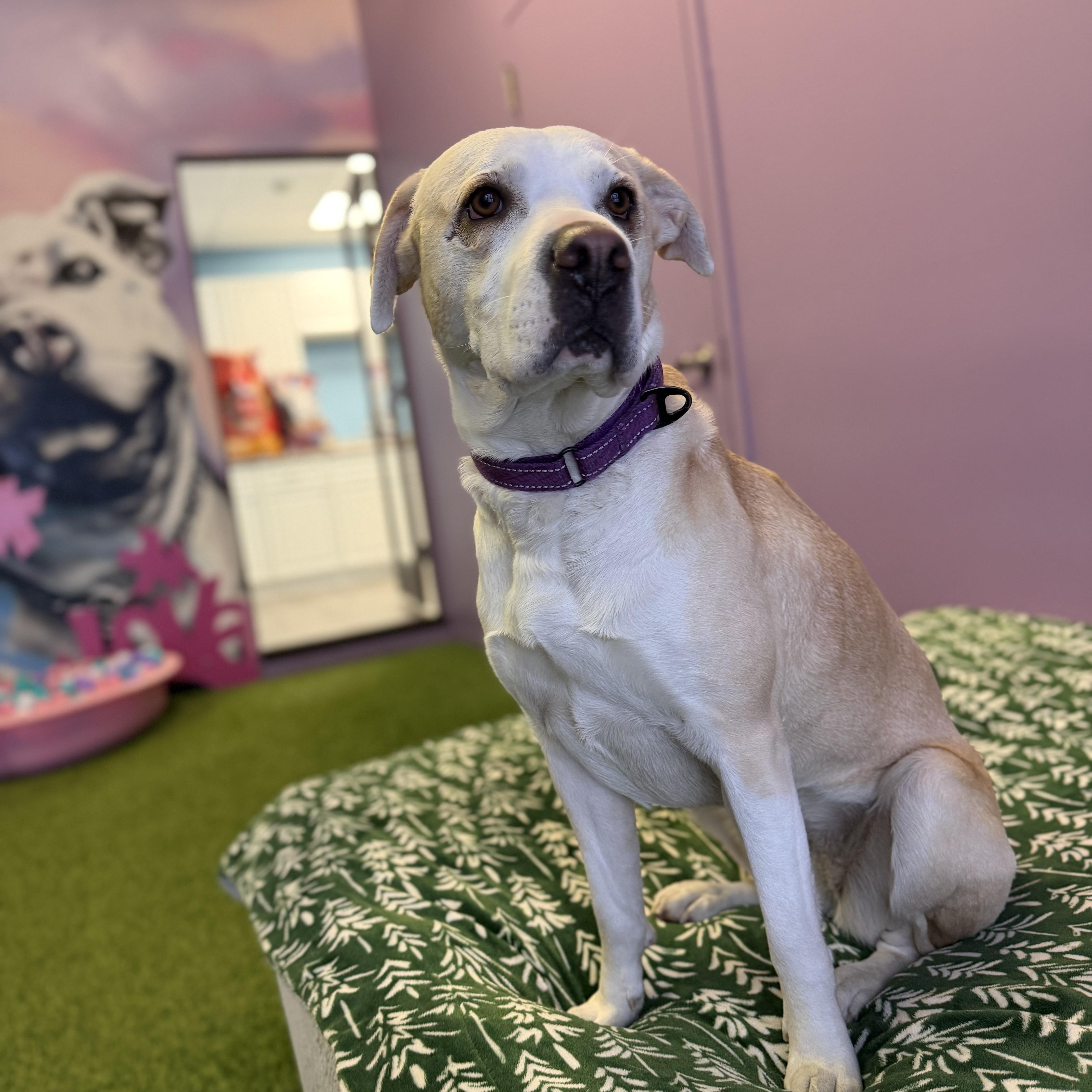 Enlarge Chloe, a Adoptable mixed breed in Cumberland, RI image 4/6