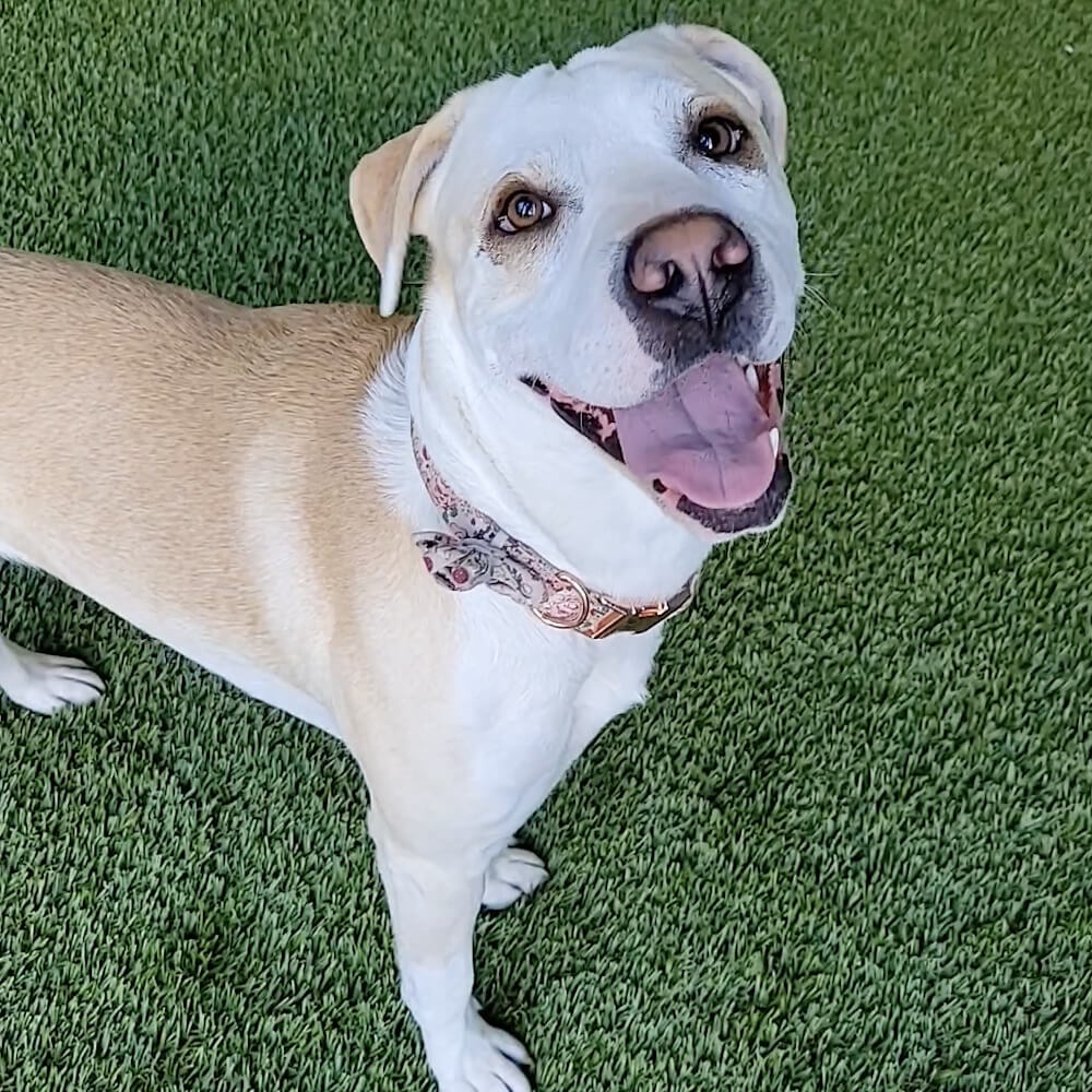 Chloe, an adoptable Labrador Retriever, Hound in Cumberland, RI, 02864 | Photo Image 3