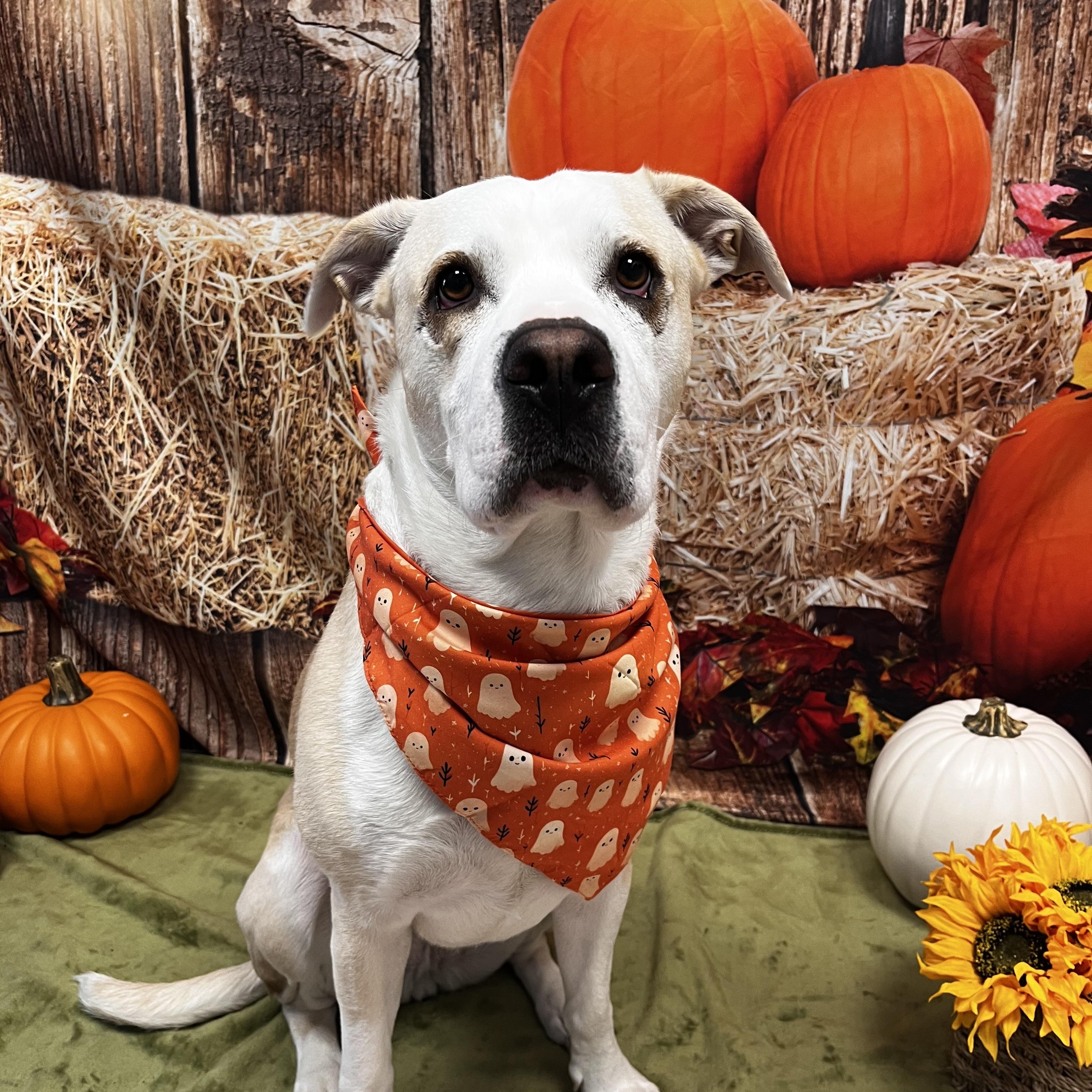 Chloe, a Adoptable mixed breed in Cumberland, RI image 2/6