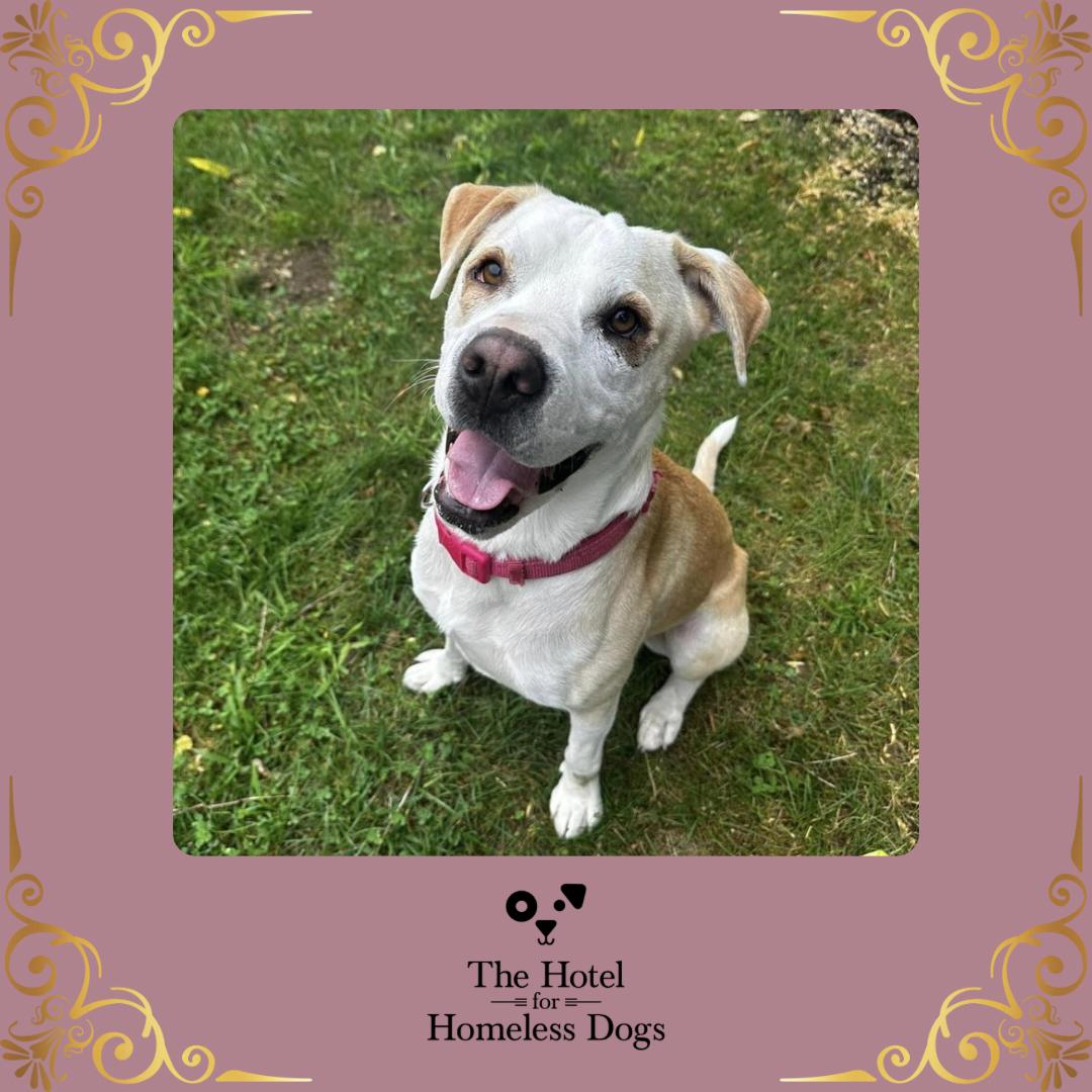 Chloe, an adoptable Labrador Retriever, Hound in Cumberland, RI, 02864 | Photo Image 1