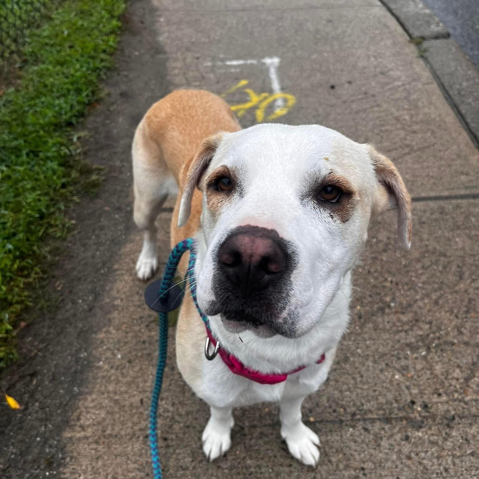 Chloe, a Adoptable mixed breed in Cumberland, RI image 4/6
