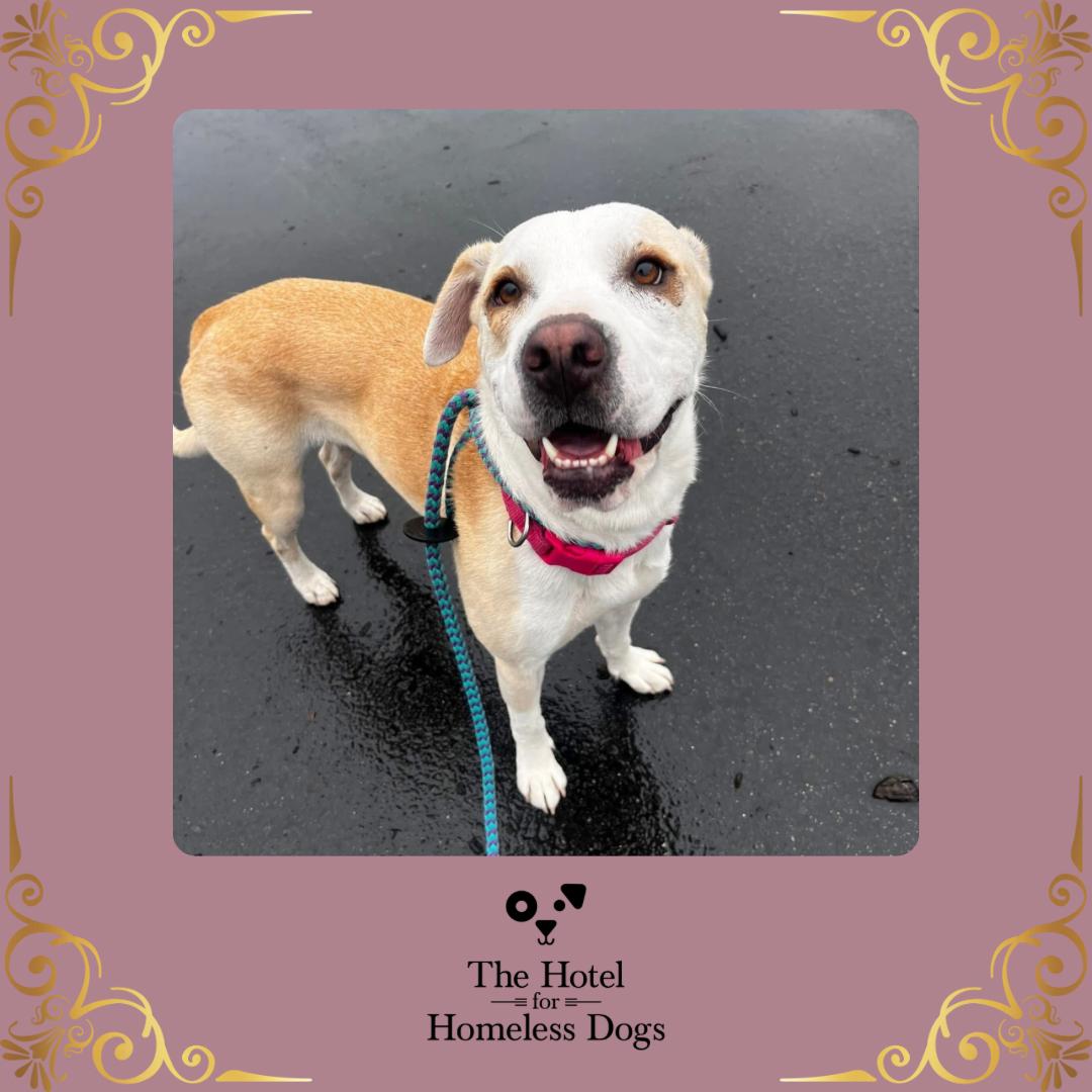 Chloe, Young Female Labrador Retriever