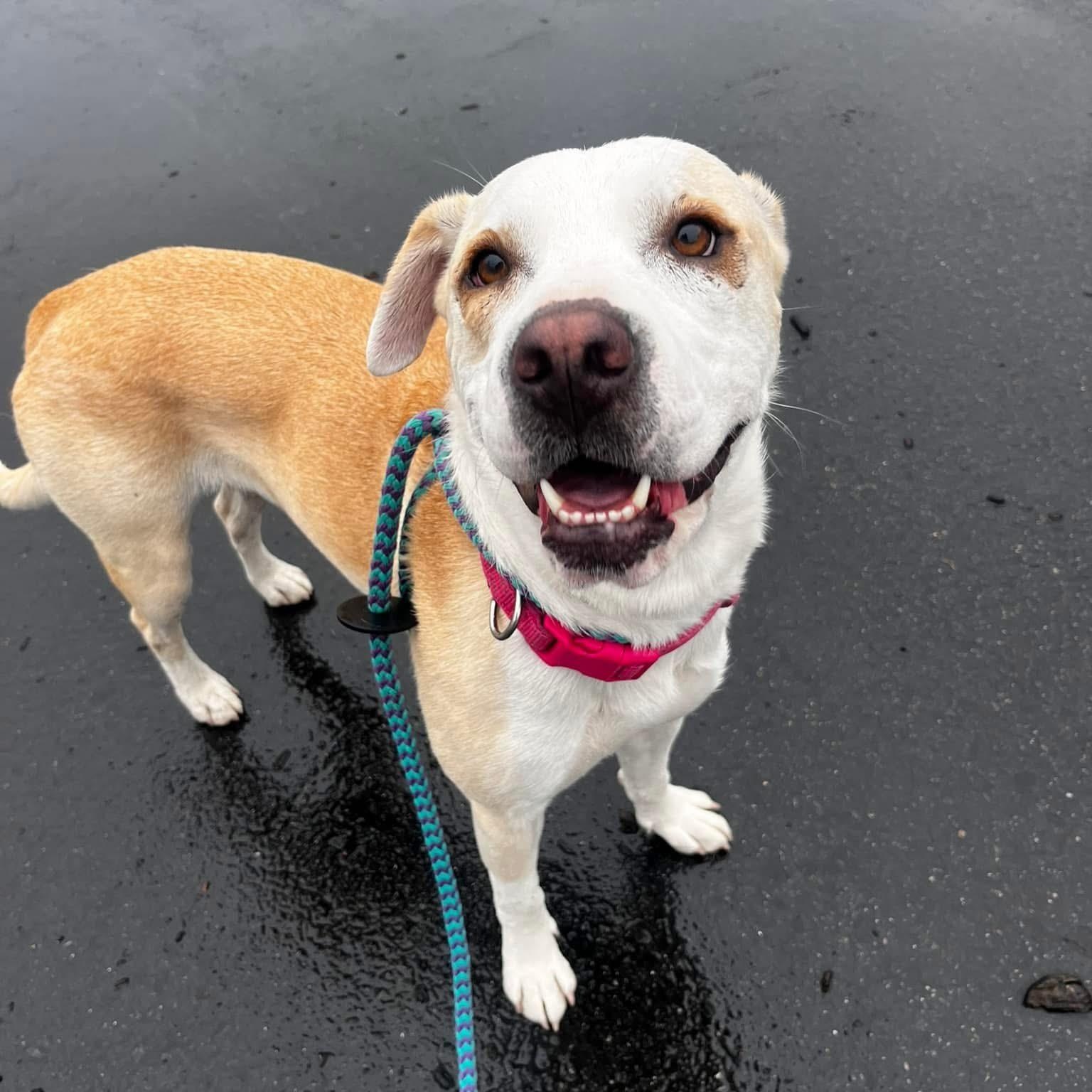 Chloe, a Adoptable mixed breed in Cumberland, RI image 5/6