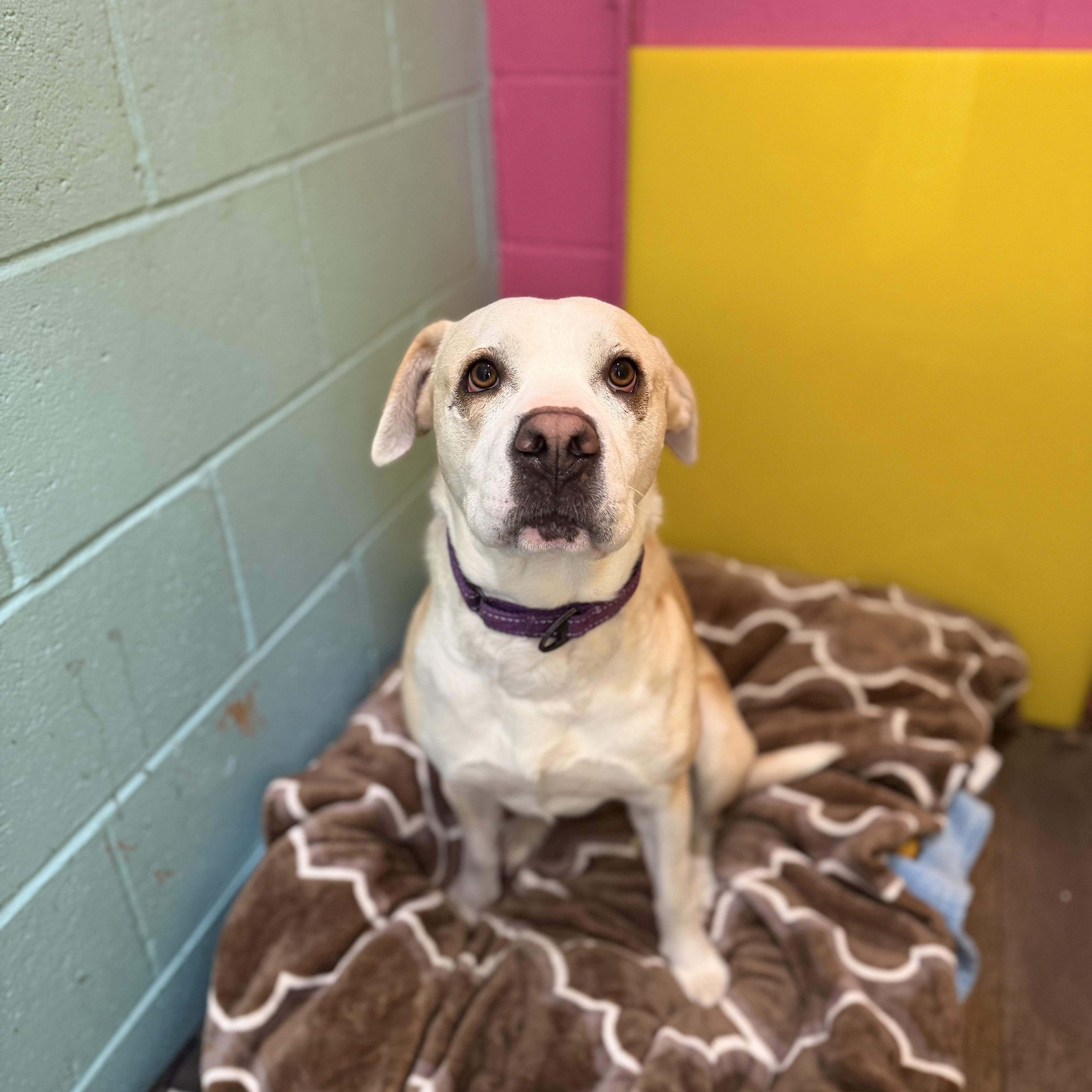 Enlarge Chloe, a Adoptable mixed breed in Cumberland, RI image 5/6