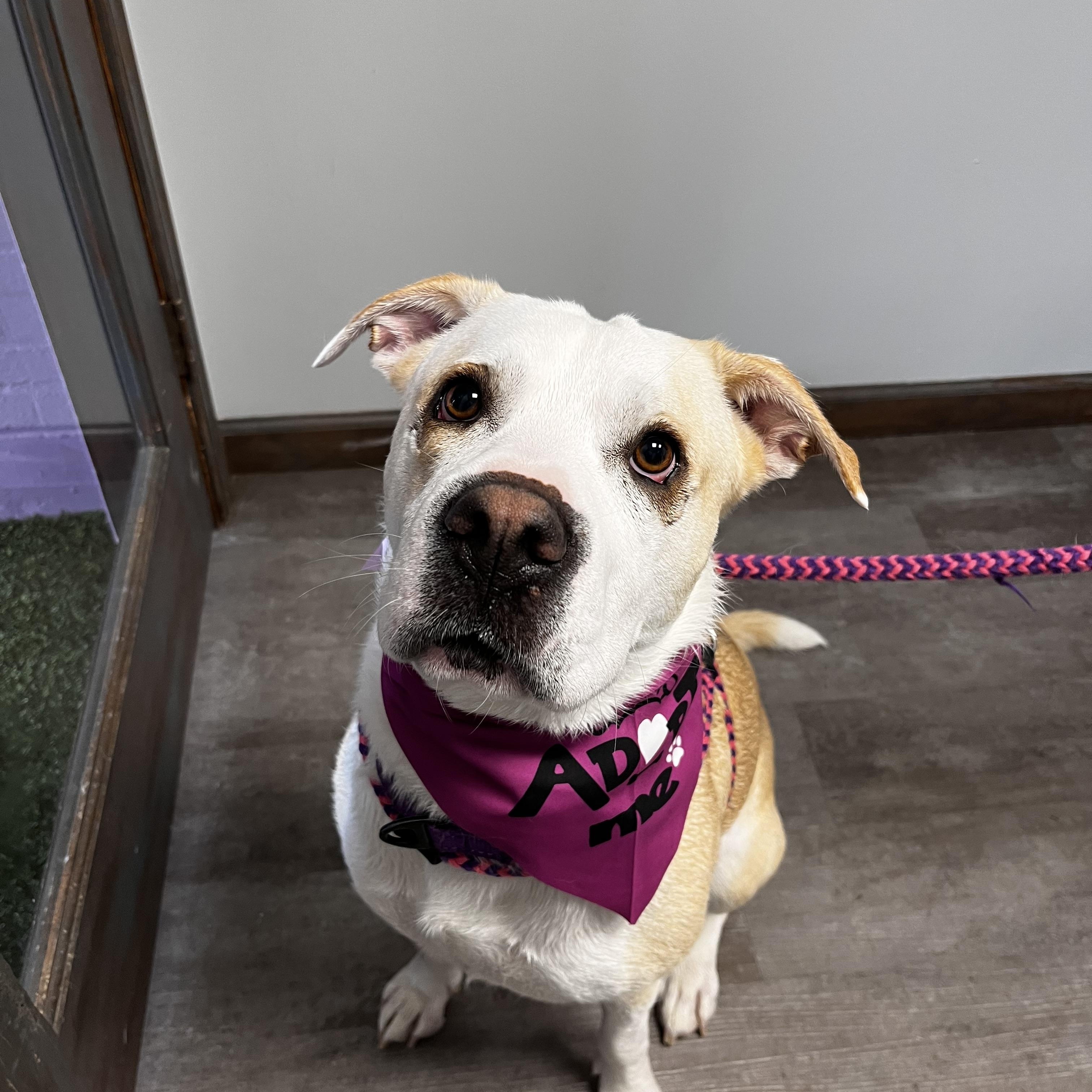 Chloe, a Adoptable mixed breed in Cumberland, RI image 3/6