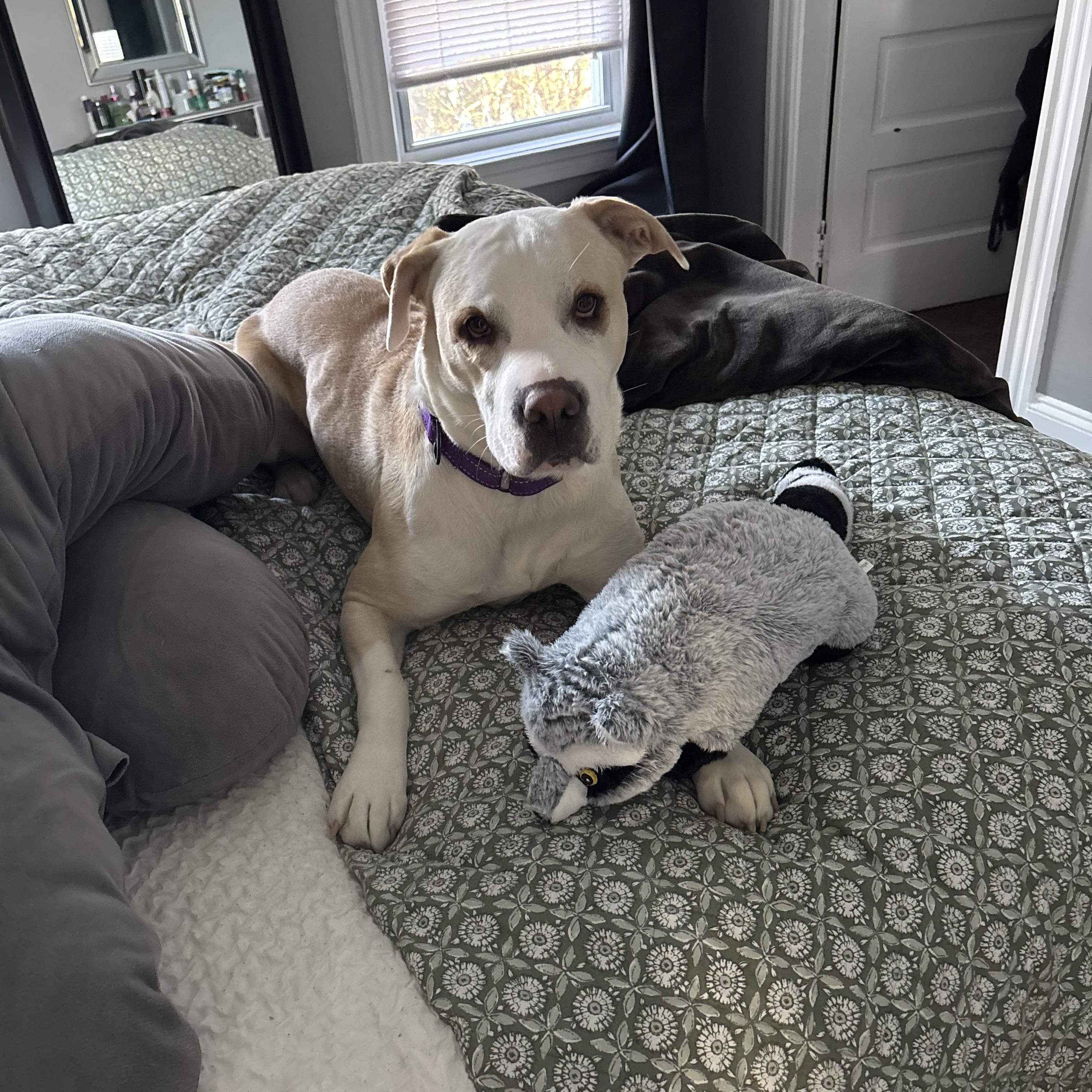 Chloe, a Adoptable mixed breed in Cumberland, RI image 6/6