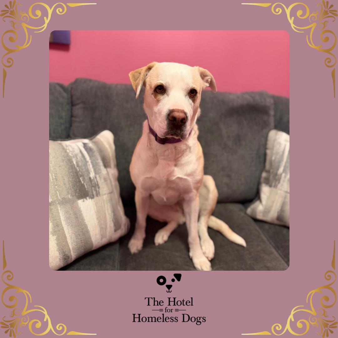 Chloe, a Adoptable mixed breed in Cumberland, RI image 1/6