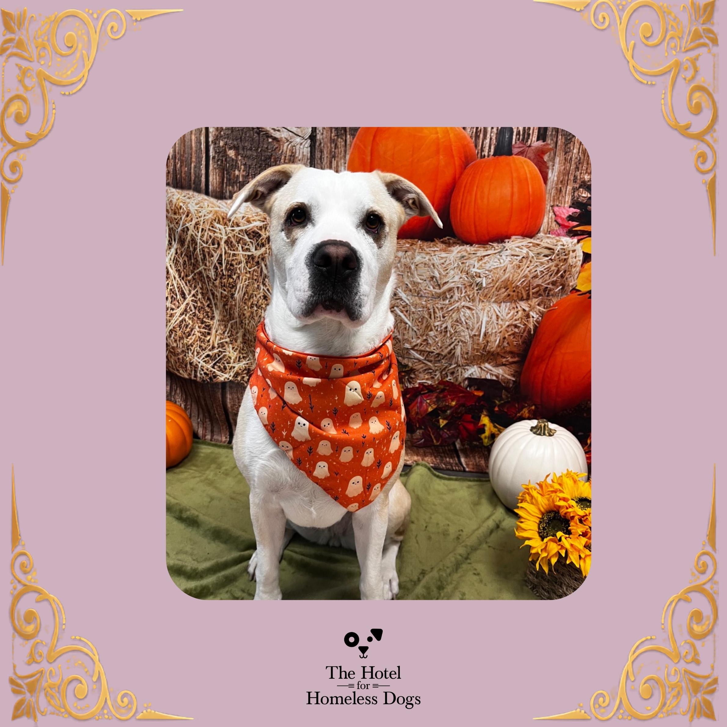 Enlarge Chloe, a Adoptable mixed breed in Cumberland, RI image 1/6