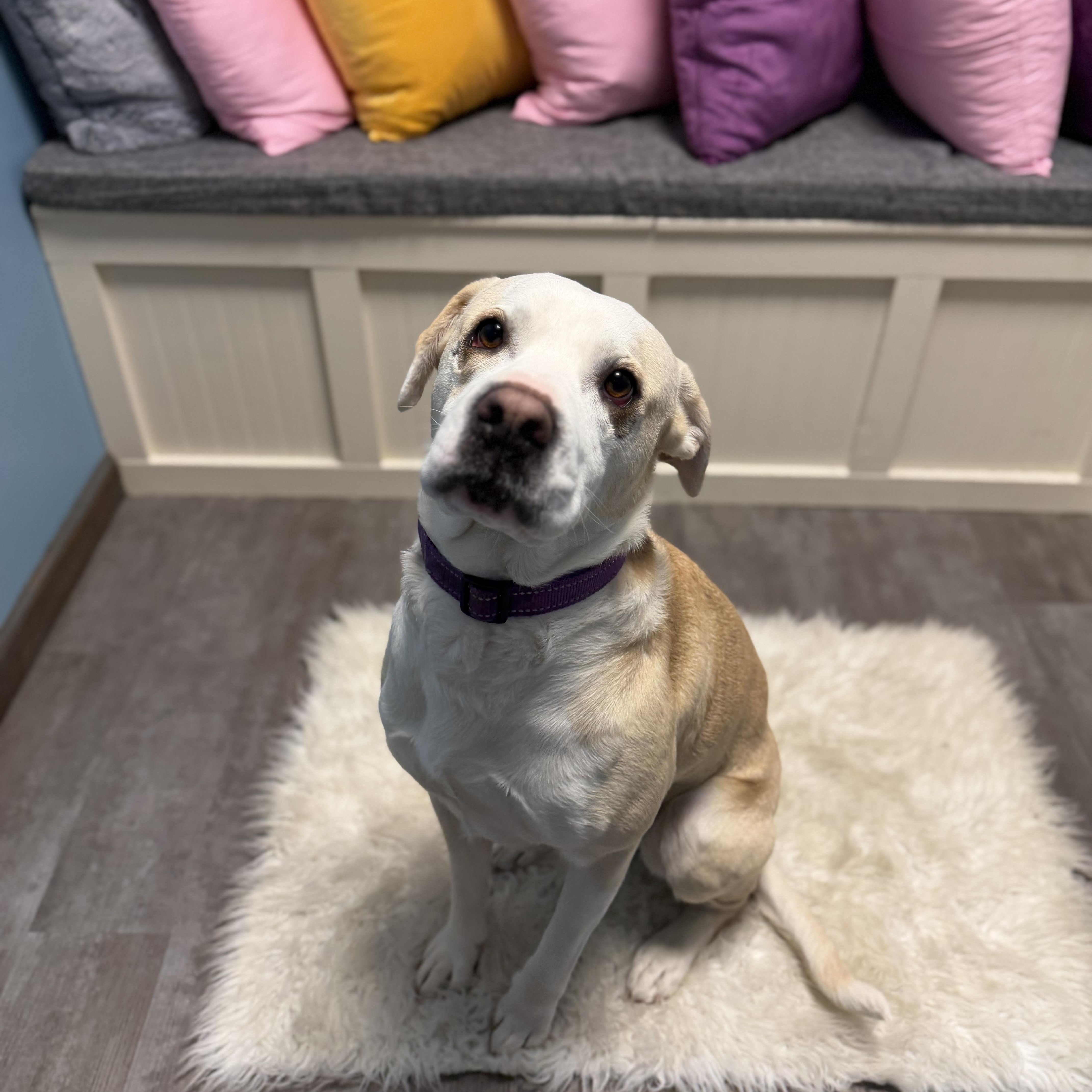 Enlarge Chloe, a Adoptable mixed breed in Cumberland, RI image 2/6