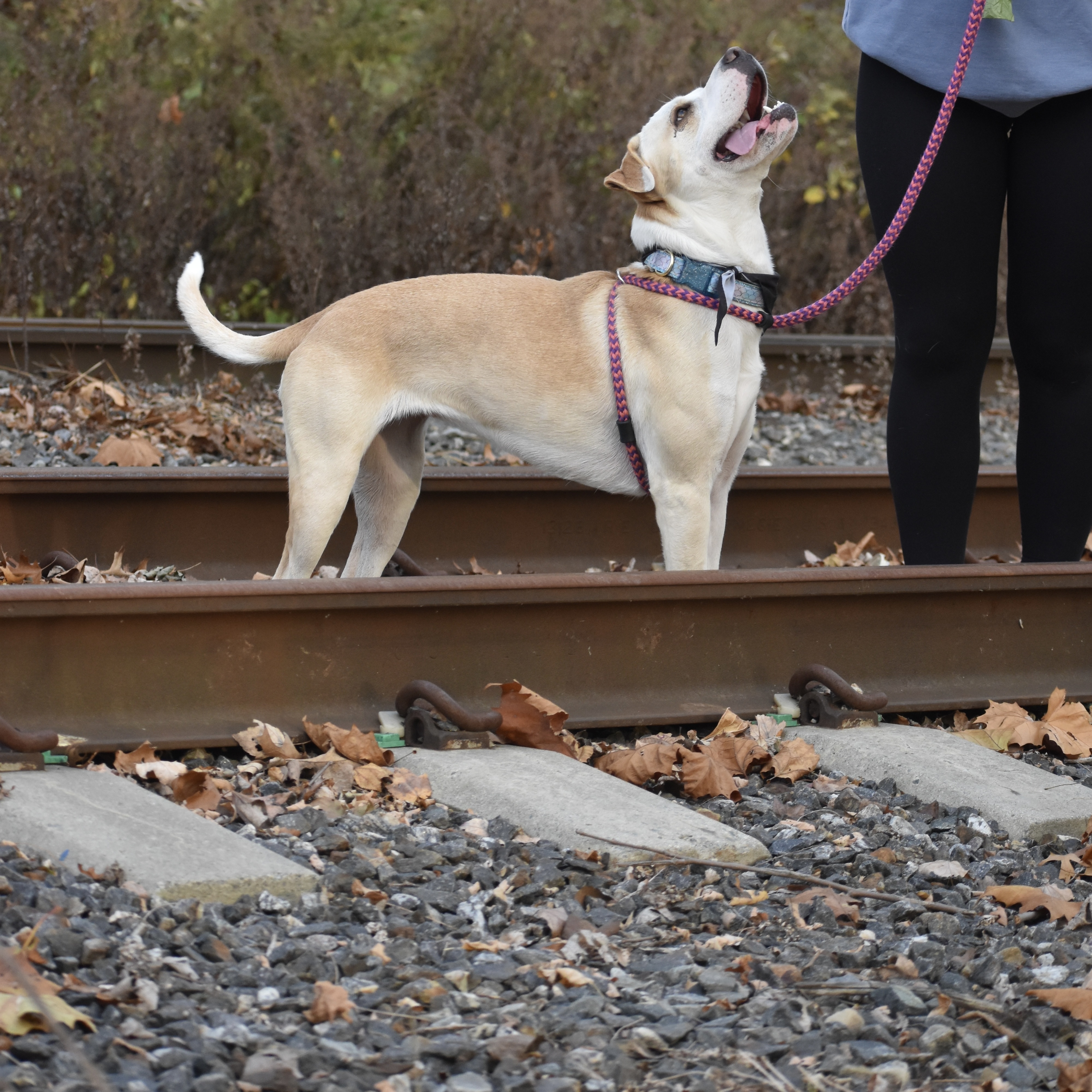 Chloe, an adoptable Labrador Retriever, Hound in Cumberland, RI, 02864 | Photo Image 5