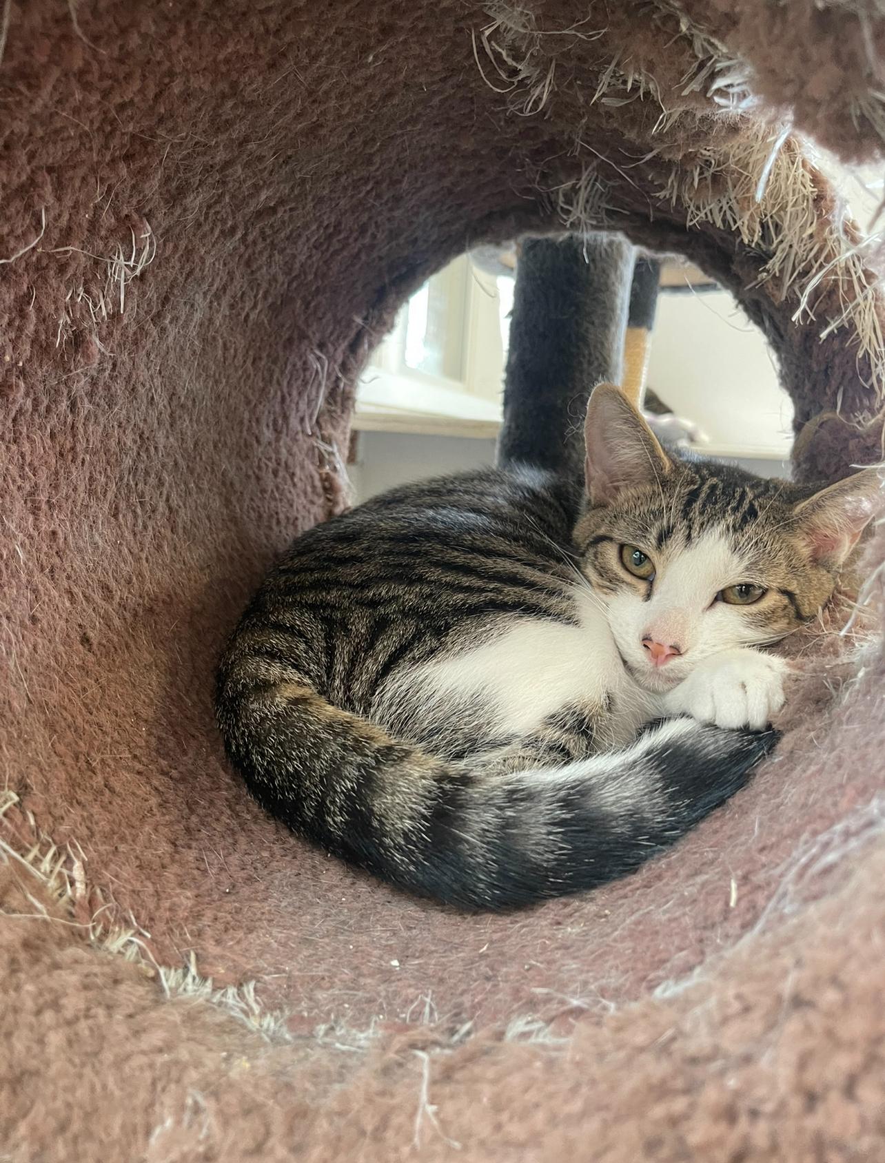 Enlarge Serenity, a Adoptable Domestic Short Hair in Indiana, PA image 4/4