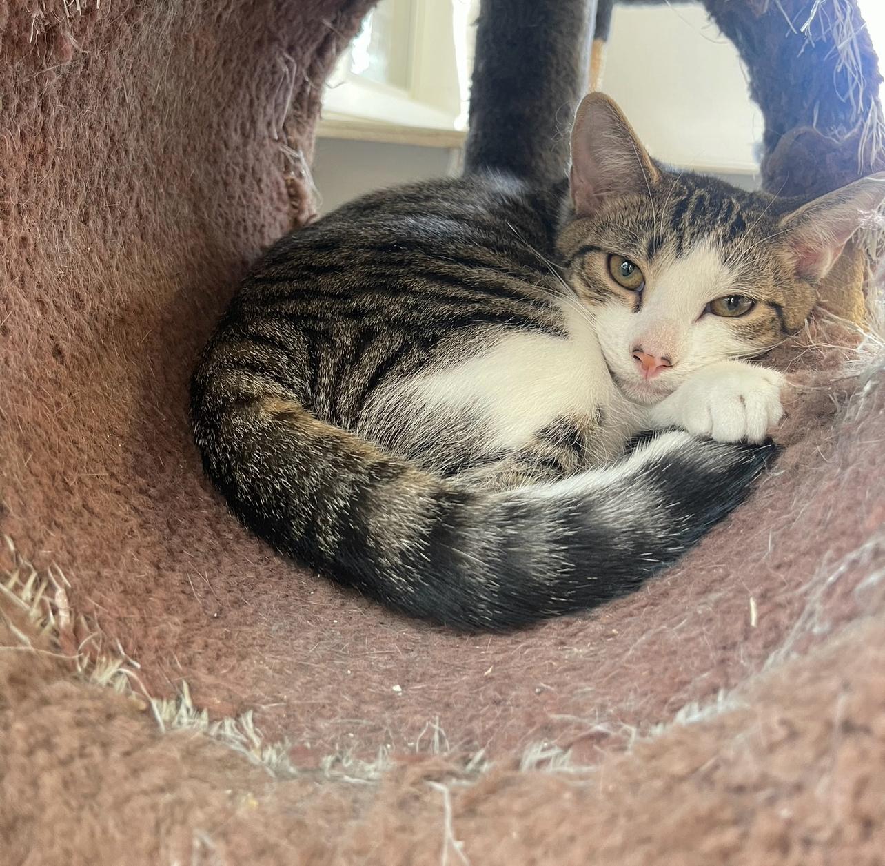 Enlarge Serenity, a Adoptable Domestic Short Hair in Indiana, PA image 3/4