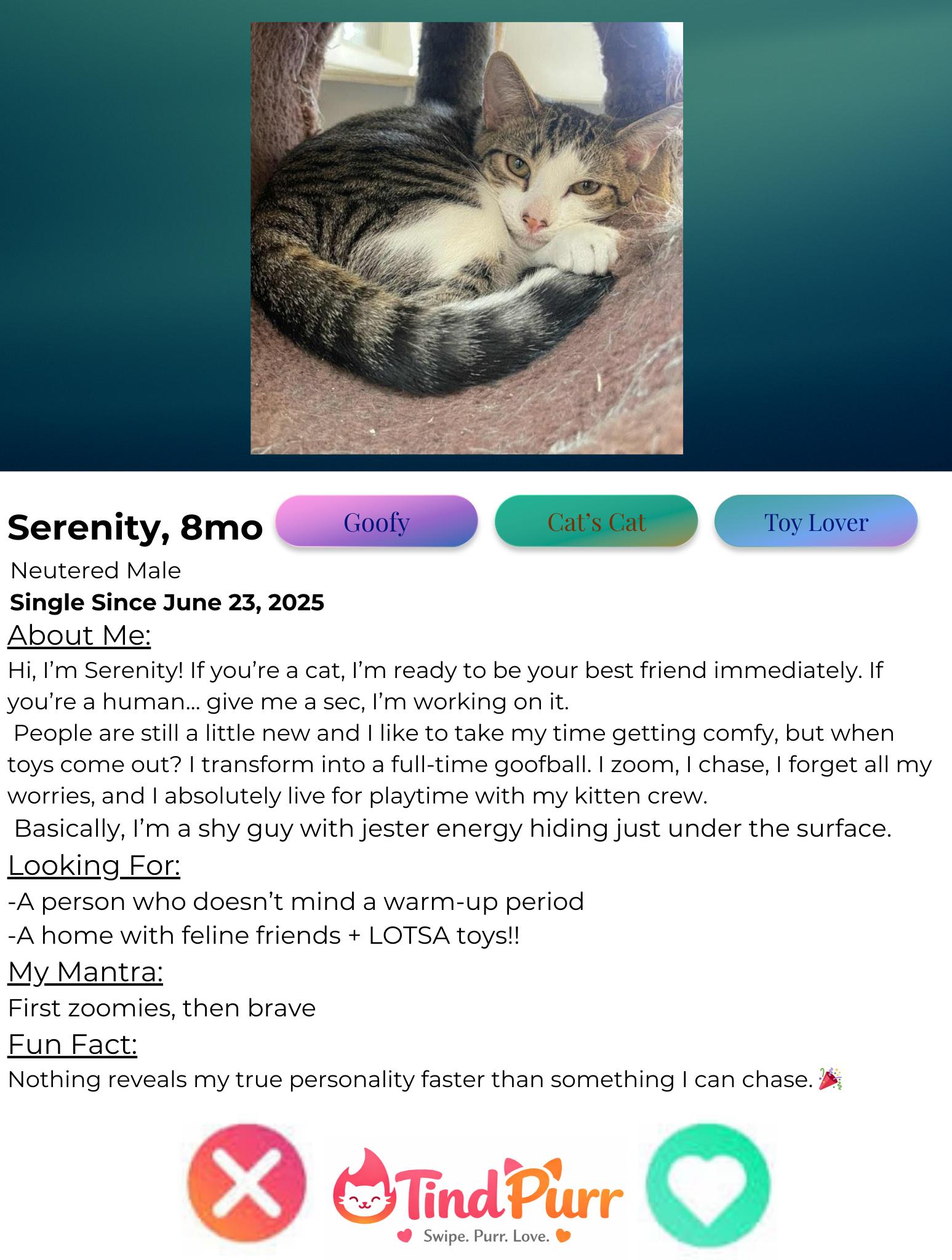 Enlarge Serenity, a Adoptable Domestic Short Hair in Indiana, PA image 2/4