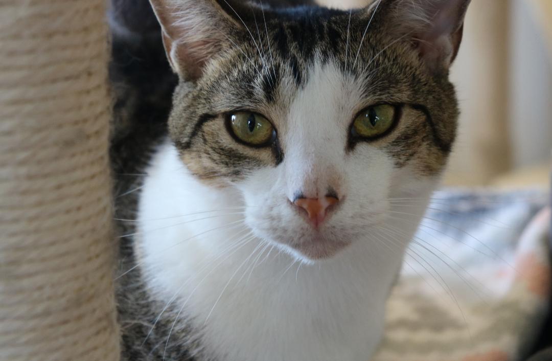Enlarge Serenity, a Adoptable Domestic Short Hair in Indiana, PA image 1/5