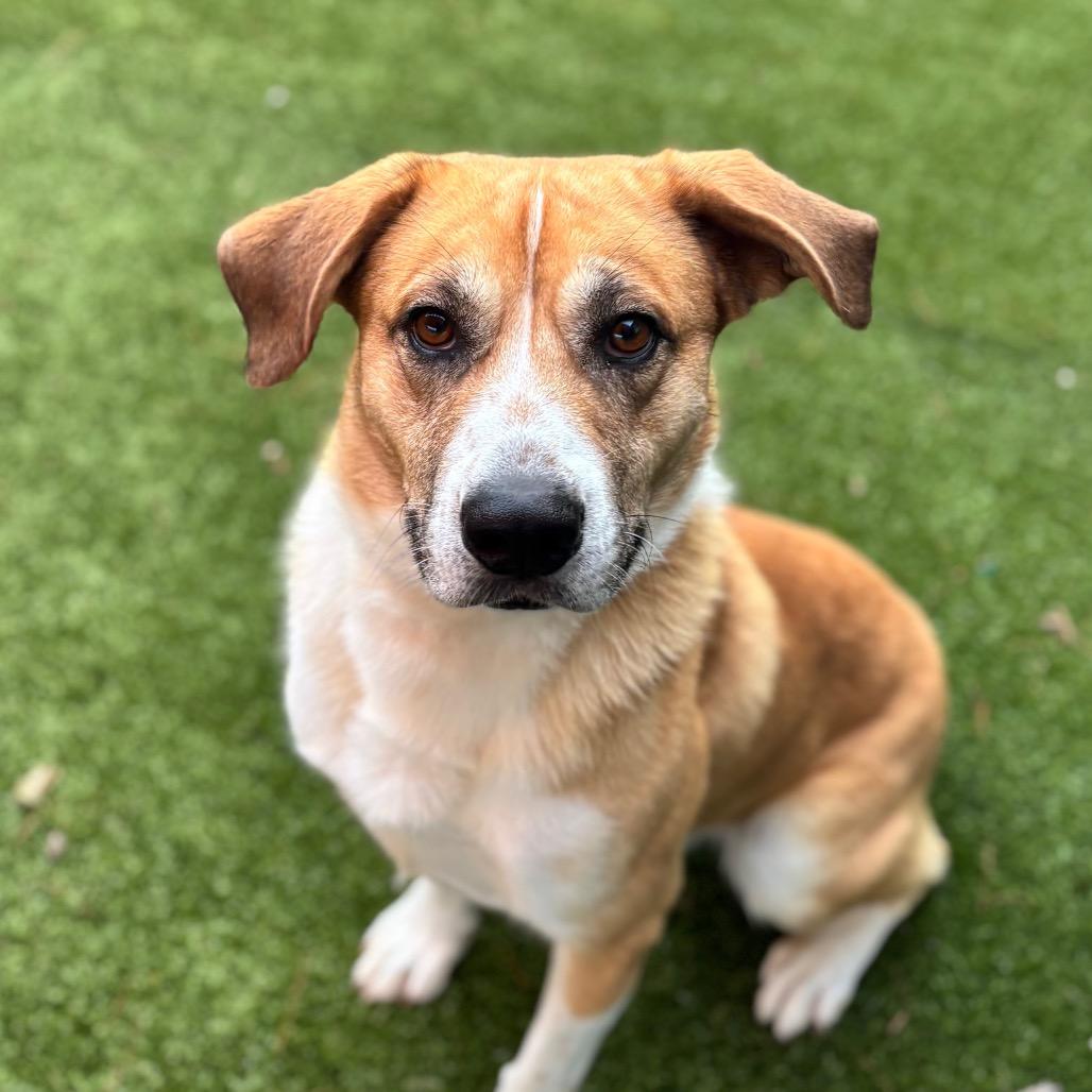 Jimmy Steve, Adoptable, Adult Male Mixed Breed.