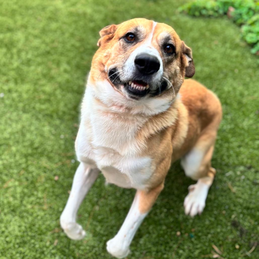 Enlarge Jimmy Steve, a Adoptable Mixed Breed in Nashville, IN image 2/3