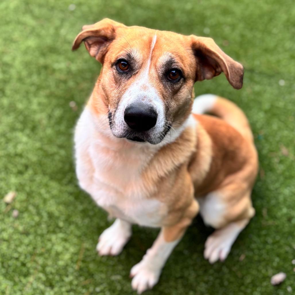 Enlarge Jimmy Steve, a Adoptable Mixed Breed in Nashville, IN image 3/3