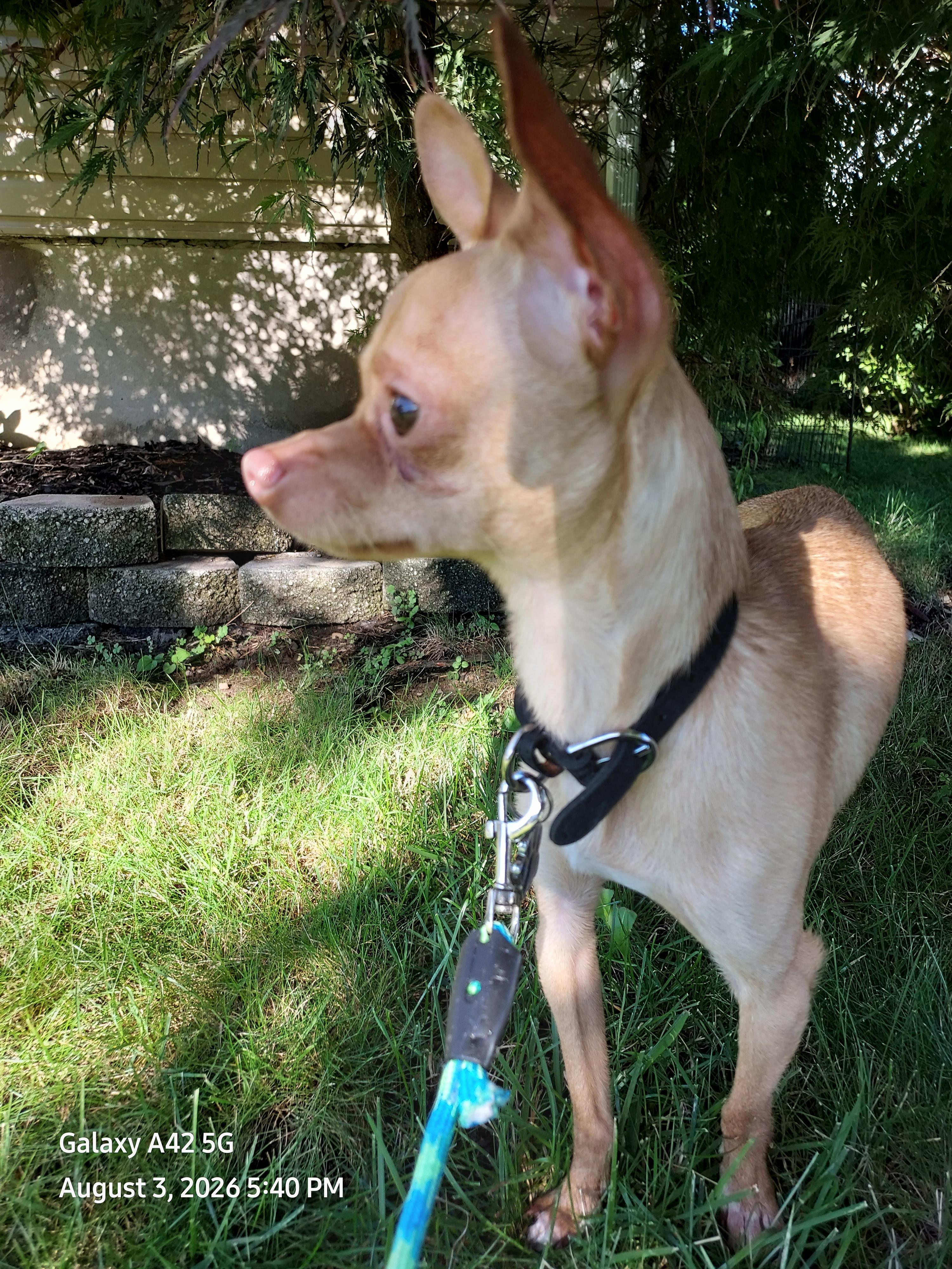 Enlarge Tinker, a ADOPTABLE Chihuahua in Boonton, NJ image 5/5