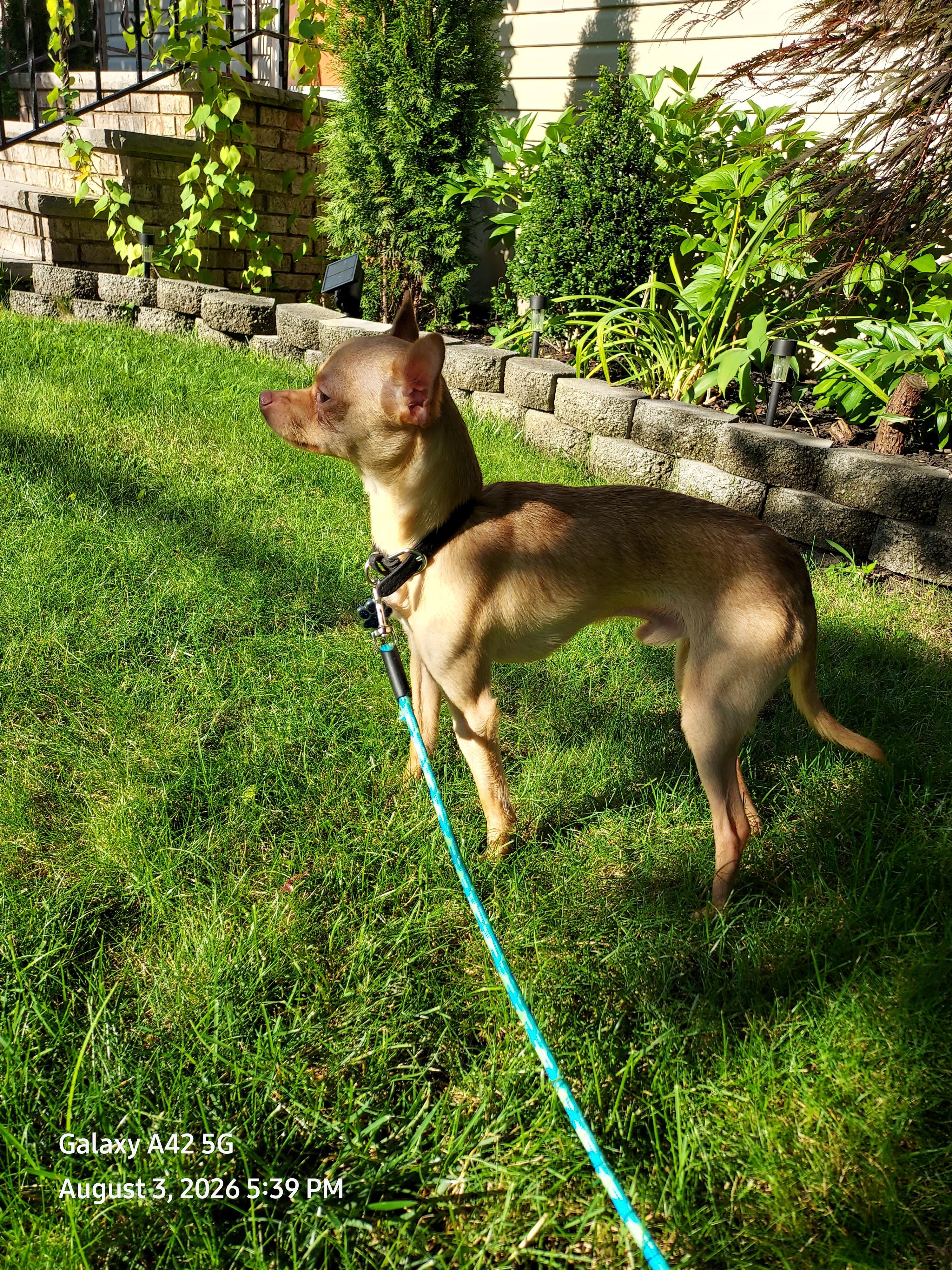 Enlarge Tinker, a ADOPTABLE Chihuahua in Boonton, NJ image 4/5