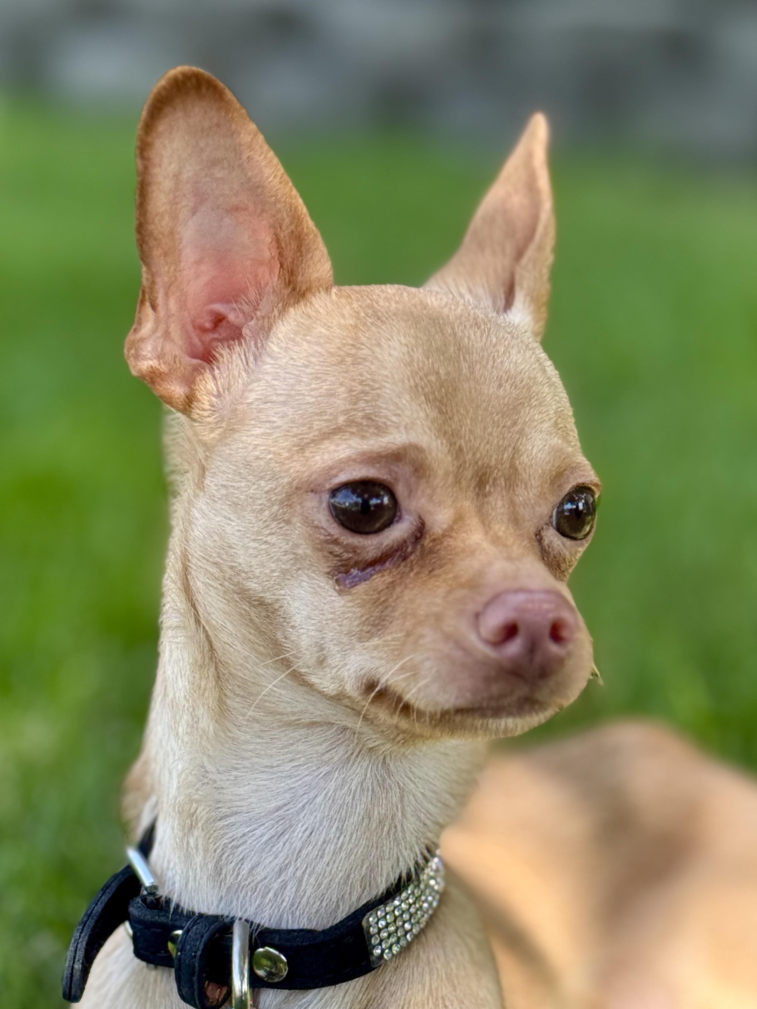 Enlarge Tinker, a ADOPTABLE Chihuahua in Boonton, NJ image 3/5
