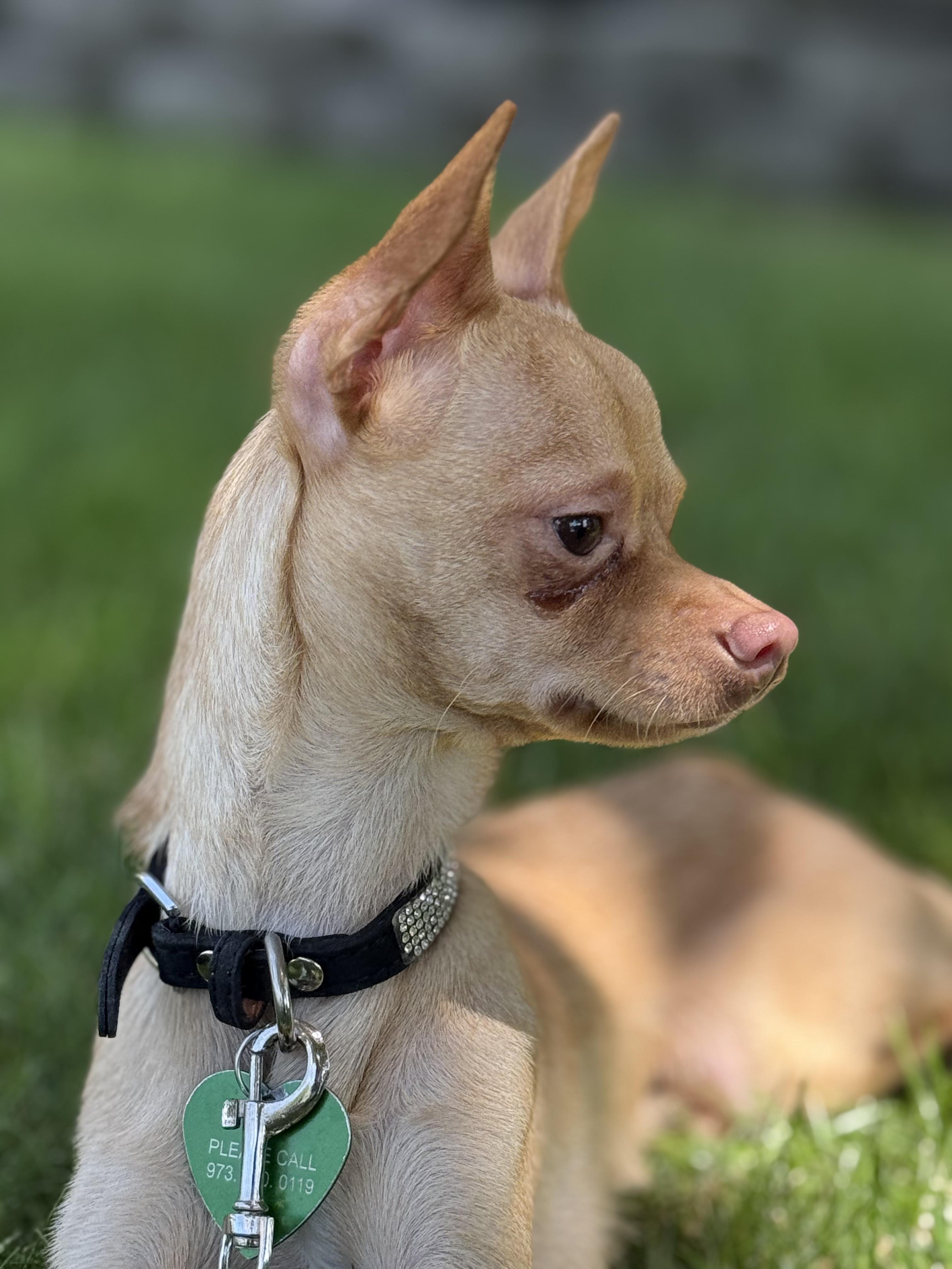 Enlarge Tinker, a ADOPTABLE Chihuahua in Boonton, NJ image 1/5
