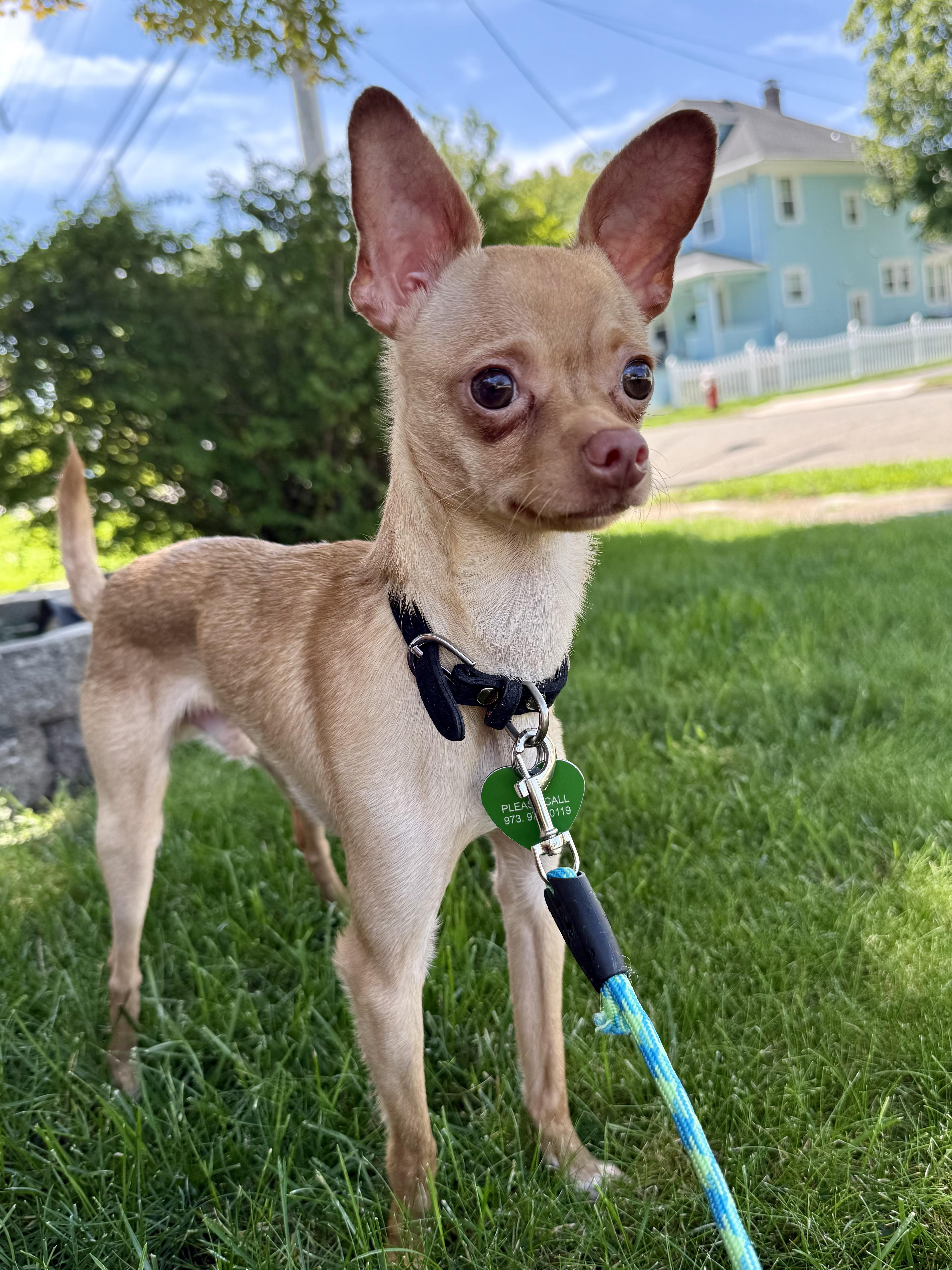 Enlarge Tinker, a ADOPTABLE Chihuahua in Boonton, NJ image 2/5