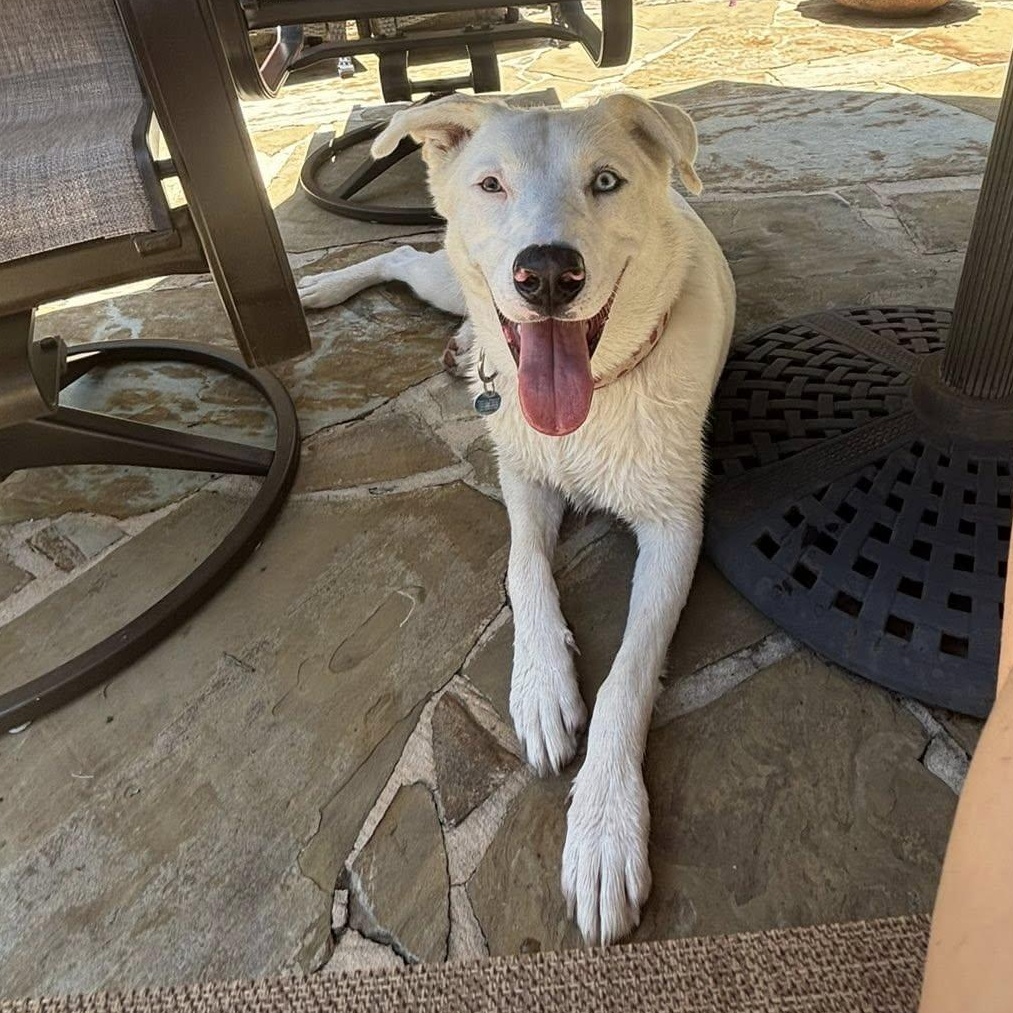 Angel, Adoptable, Young Female Shepherd.