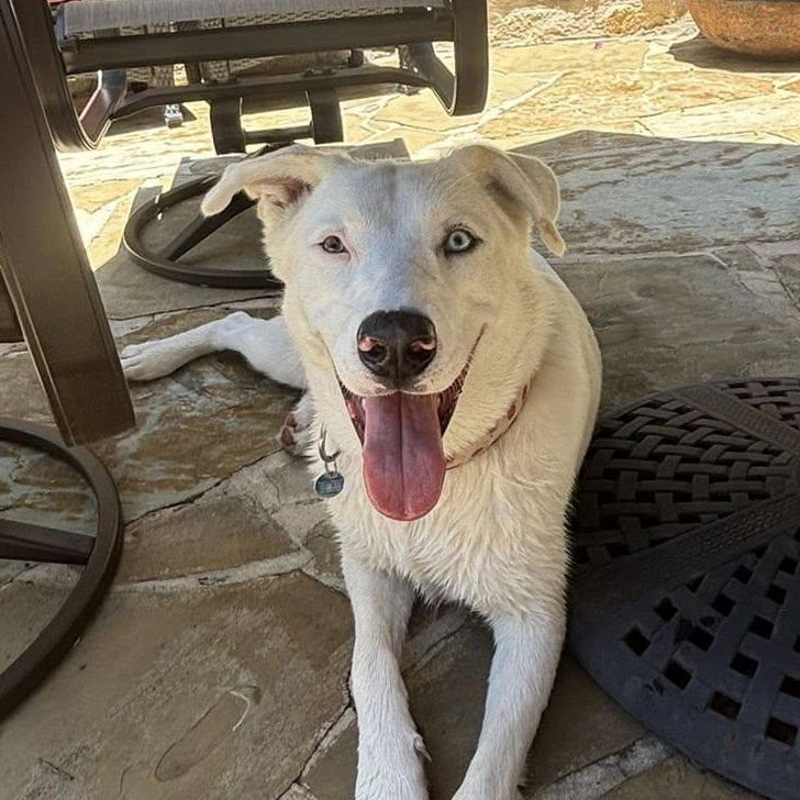 Angel, a Adoptable mixed breed in Parker, CO image 1/6