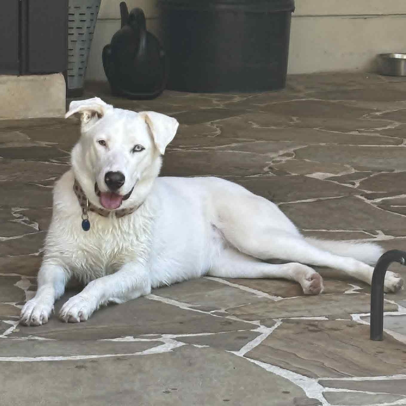 Angel, a Adoptable mixed breed in Parker, CO image 6/6