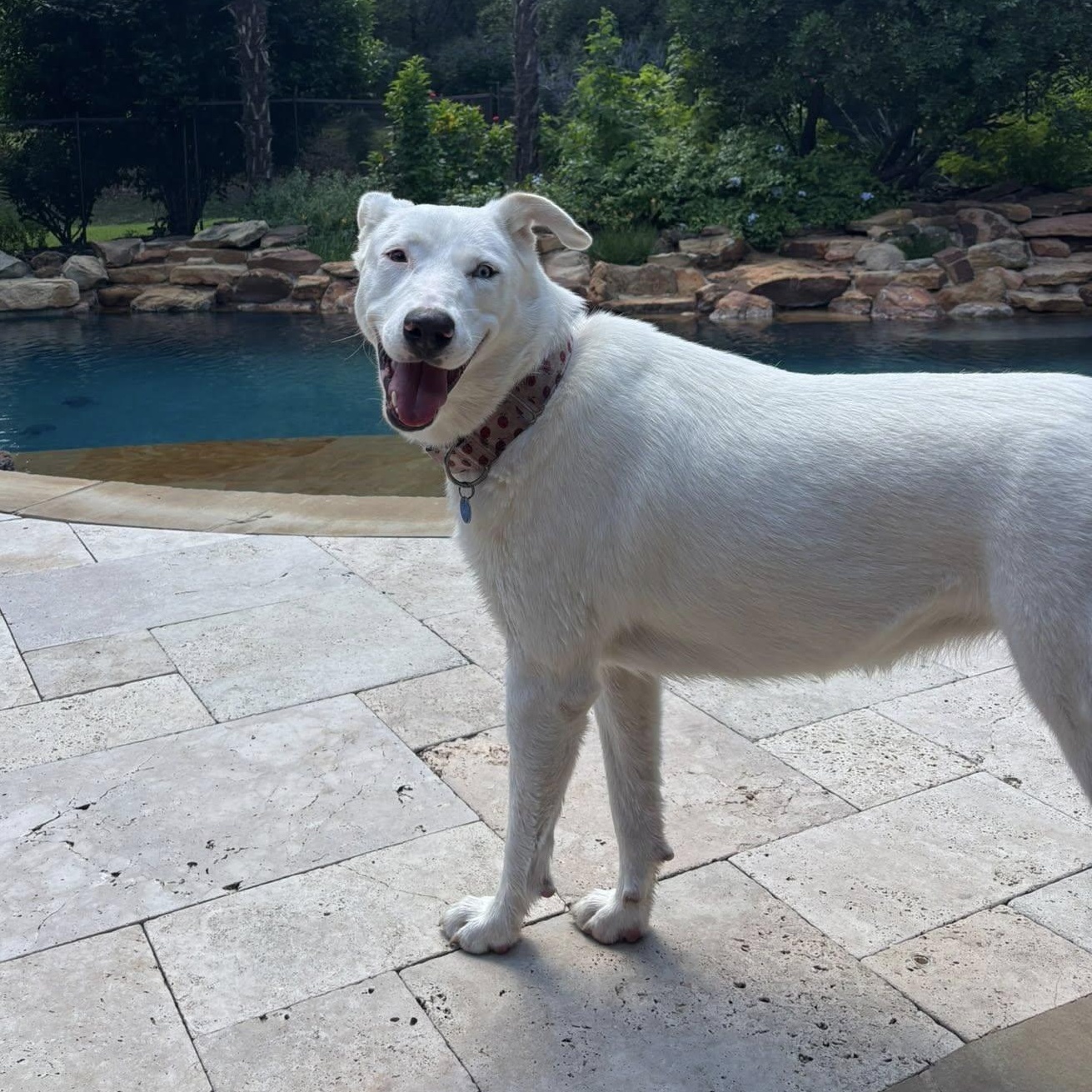 Angel, a Adoptable mixed breed in Parker, CO image 4/6