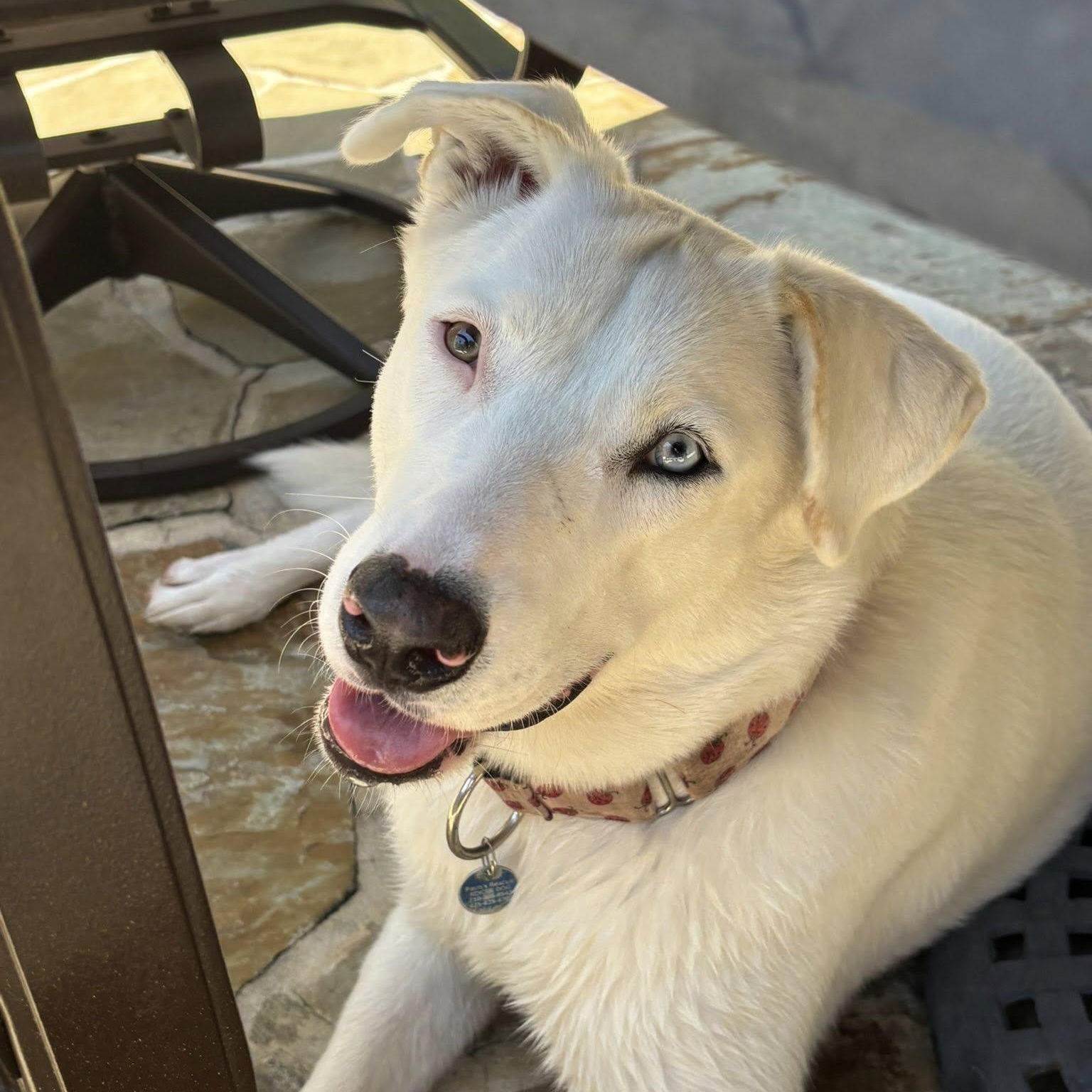 Angel, a Adoptable mixed breed in Parker, CO image 2/6