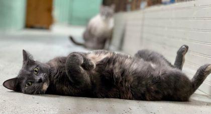 Gabby, Adoptable, Adult Female Domestic Short Hair & Domestic Short Hair.