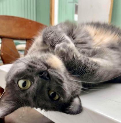Gabby, Adoptable, Adult Female Domestic Short Hair & Domestic Short Hair.