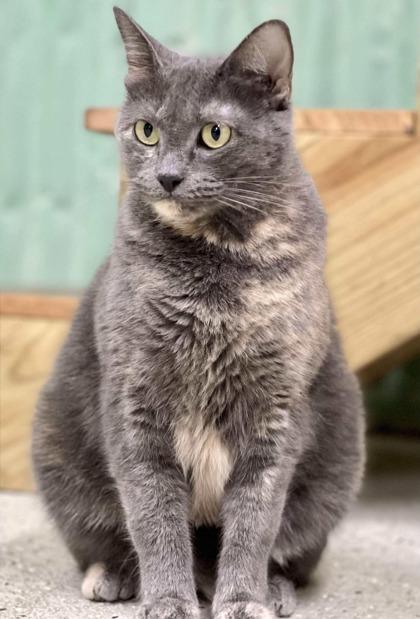 Gabby, a Adoptable Domestic Short Hair in River Ridge, LA image 2/3