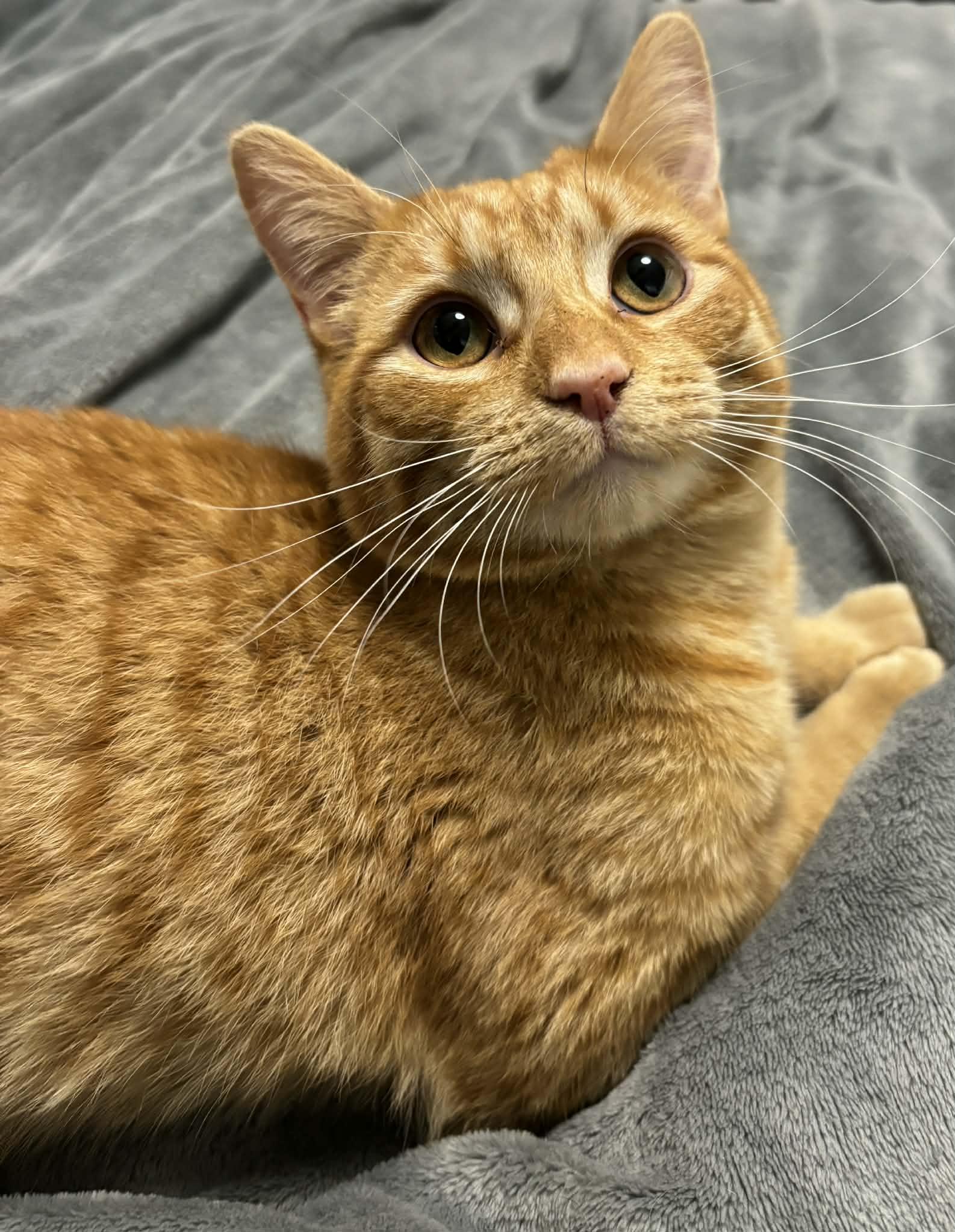 Enlarge Ron INDOOR ONLY , an adopted Domestic Short Hair in Stockton, CA image 2/4