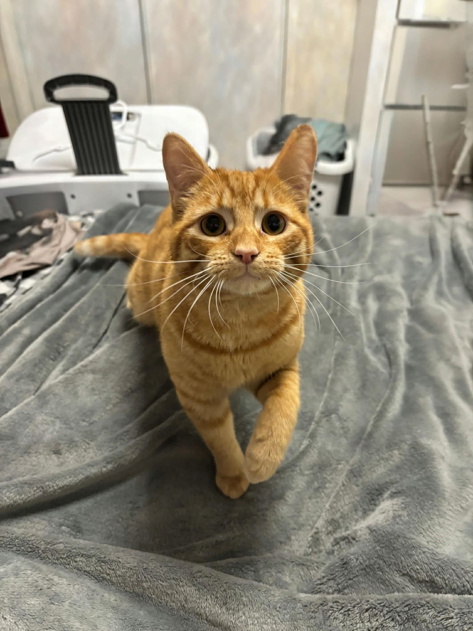 Enlarge Ron INDOOR ONLY , an adopted Domestic Short Hair in Stockton, CA image 3/4