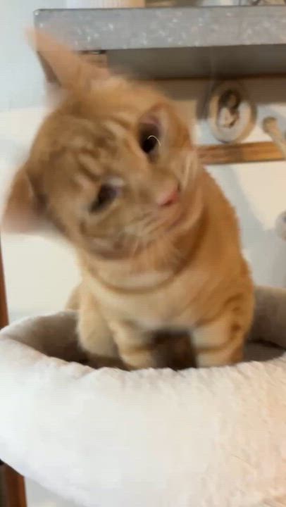 Enlarge Ron INDOOR ONLY , an adopted Domestic Short Hair in Stockton, CA video 4/4