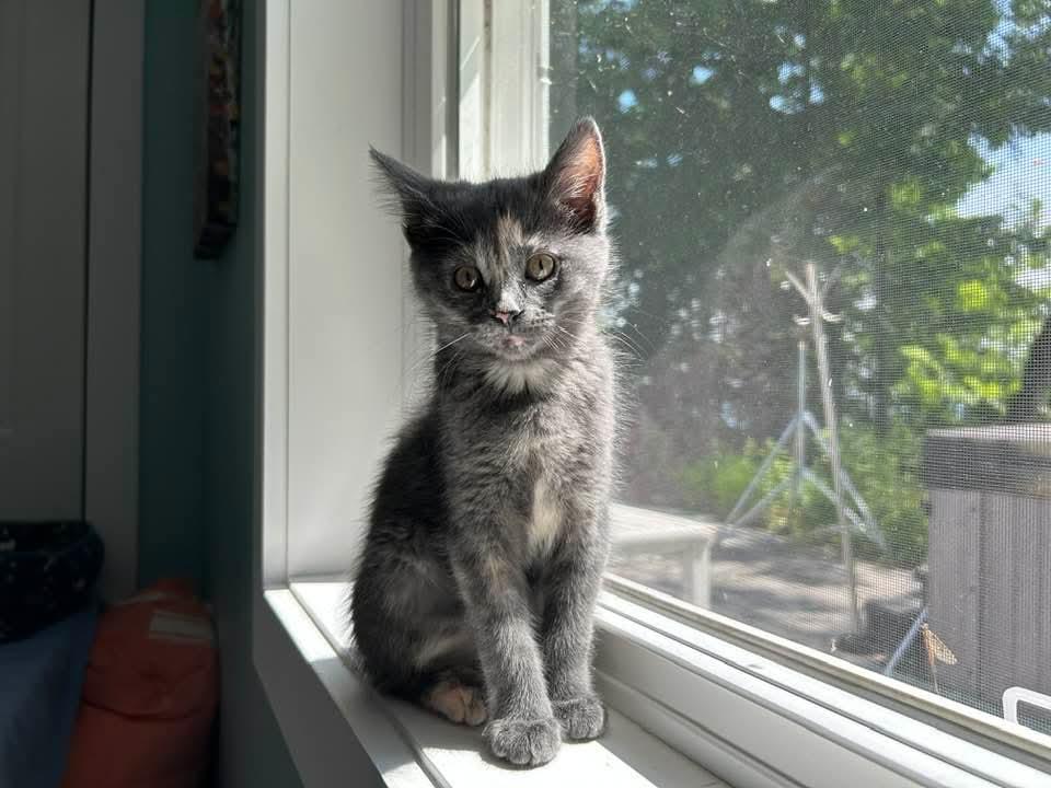 Bea