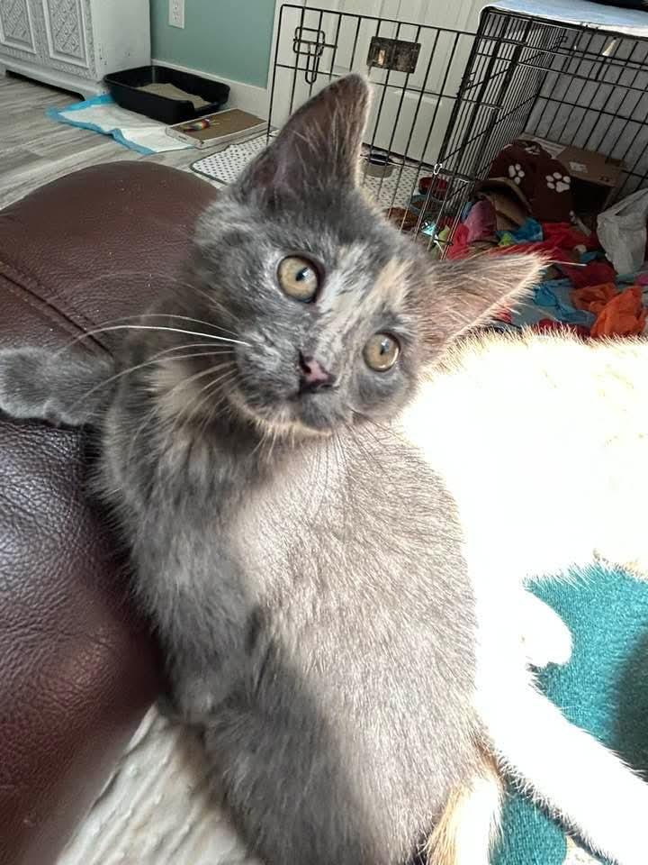 Bea