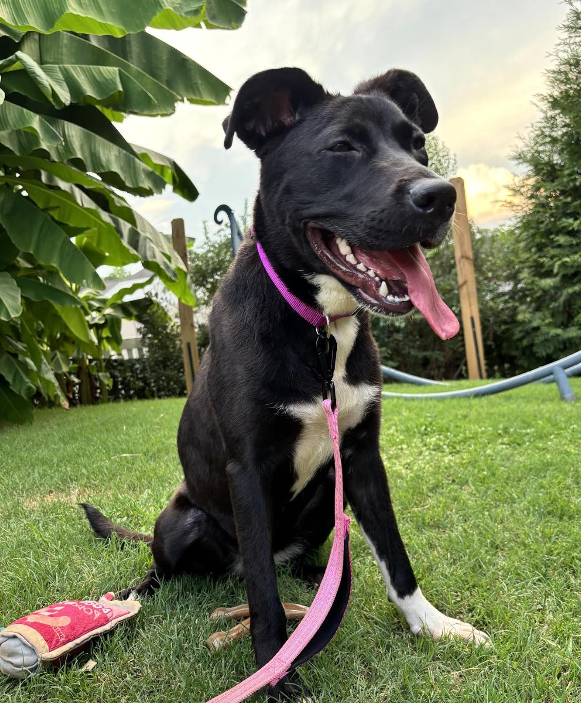 Enlarge Trudy, a ADOPTABLE mixed breed in MOORESVILLE, NC image 4/6